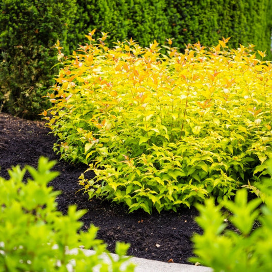 Firefly® Honeysuckle