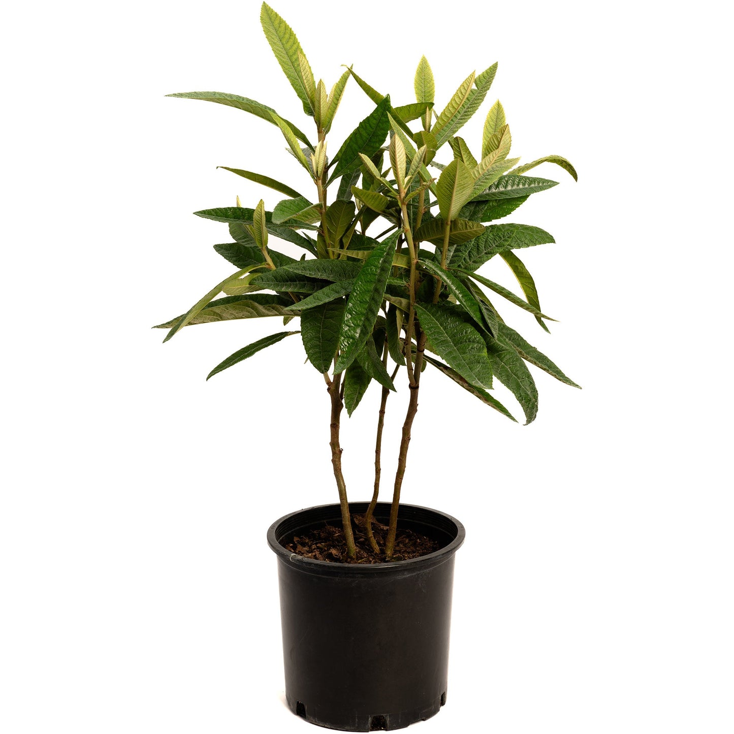 Japanese Loquat