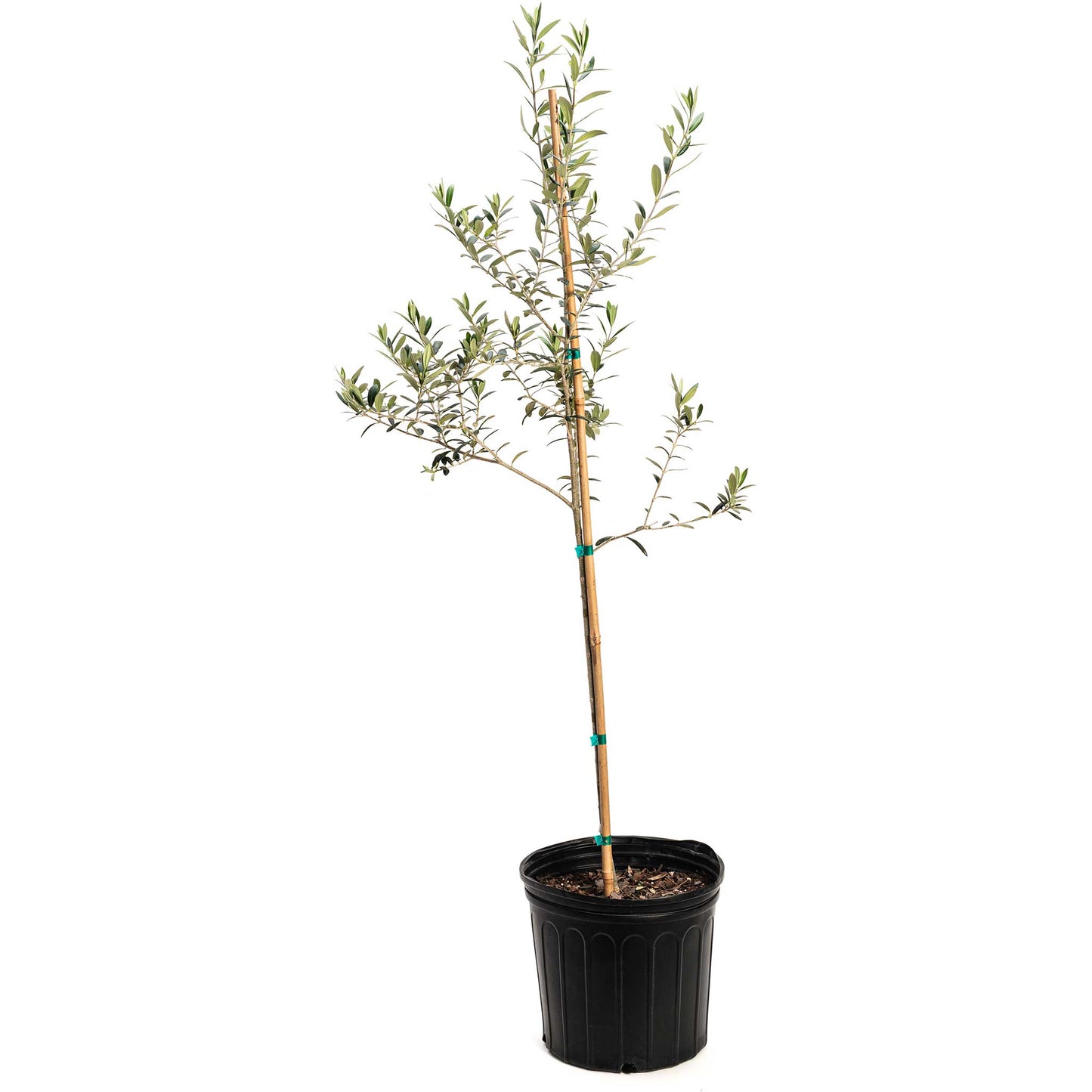 Arbequina Olive Tree