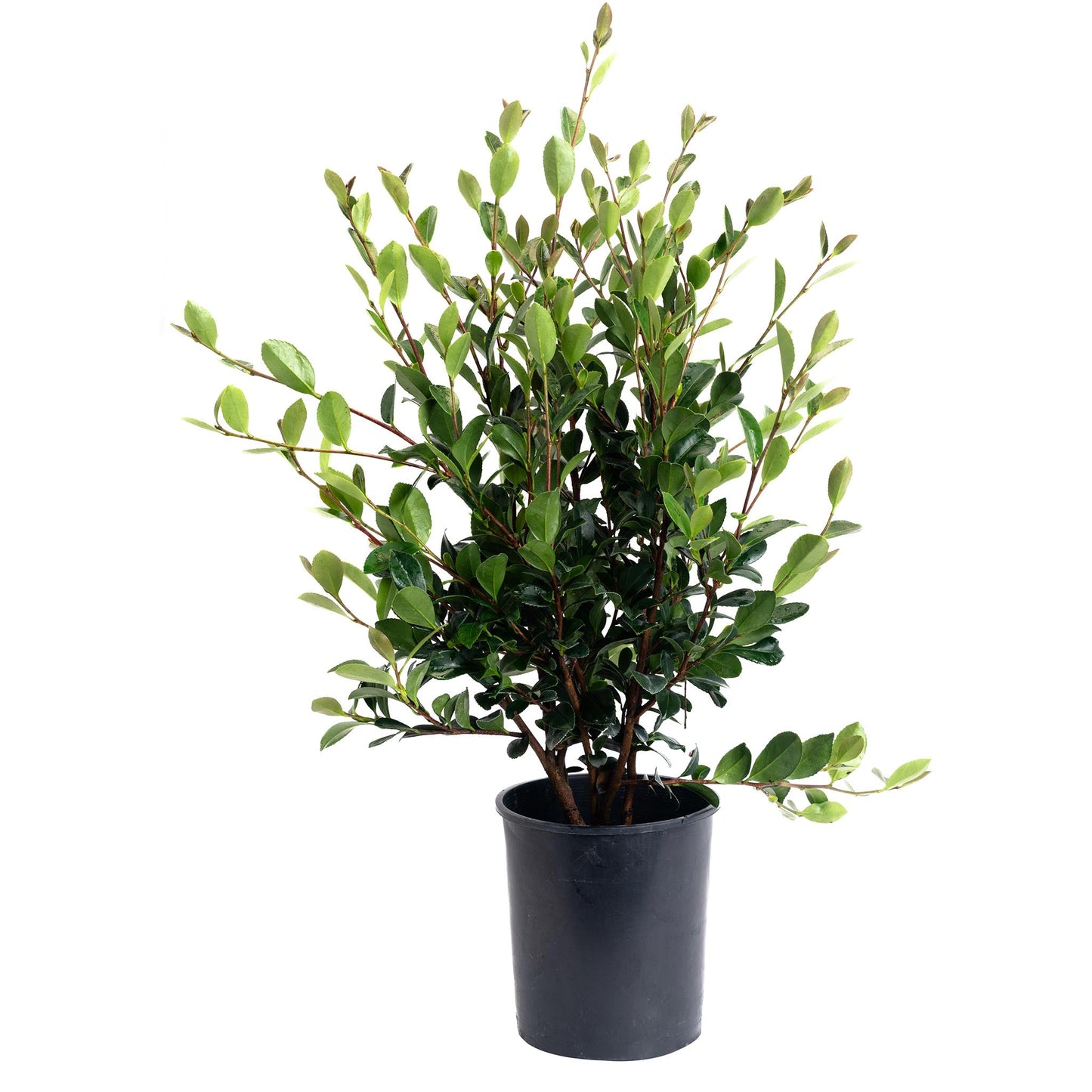 Yuletide Camellia
