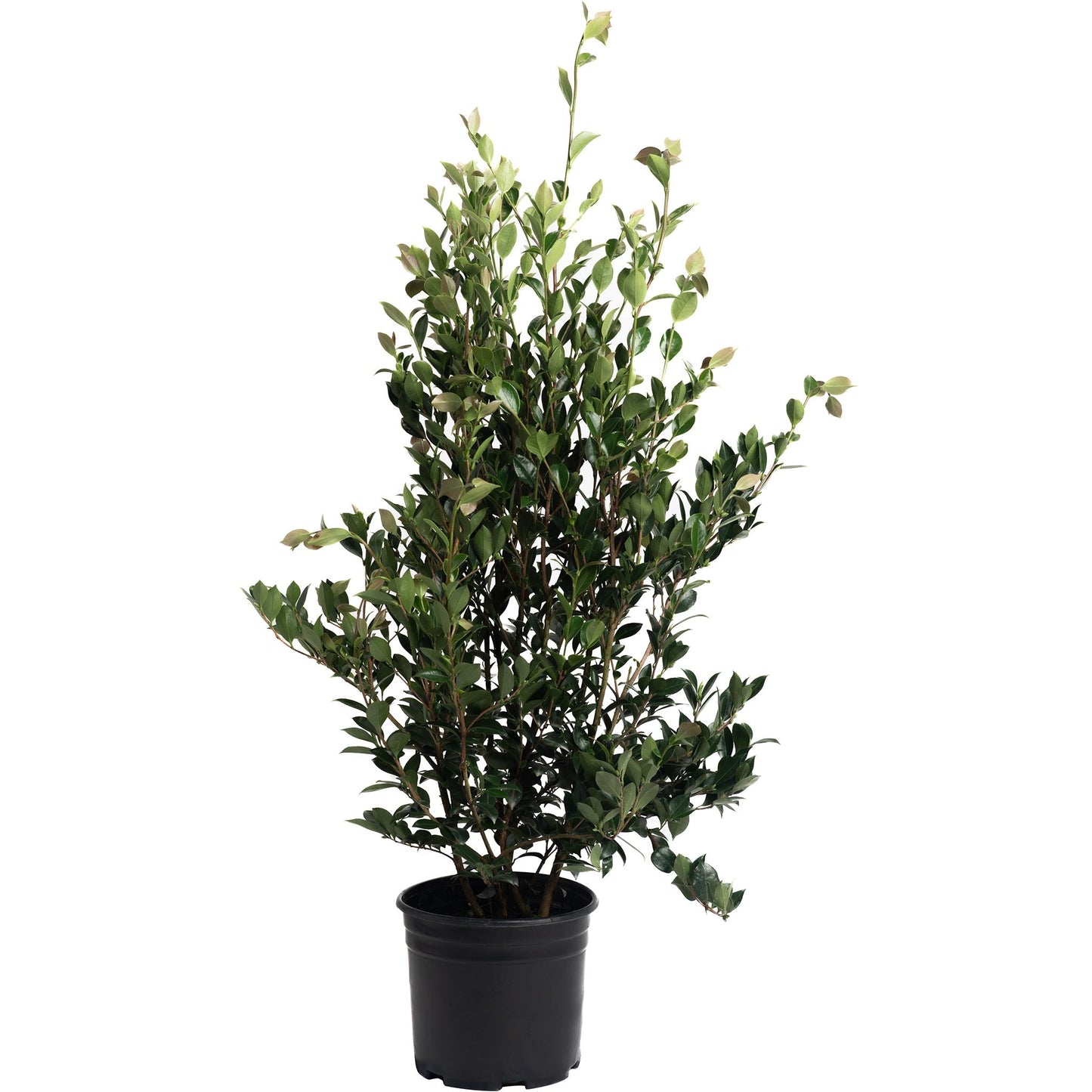 Autumn Rocket Camellia