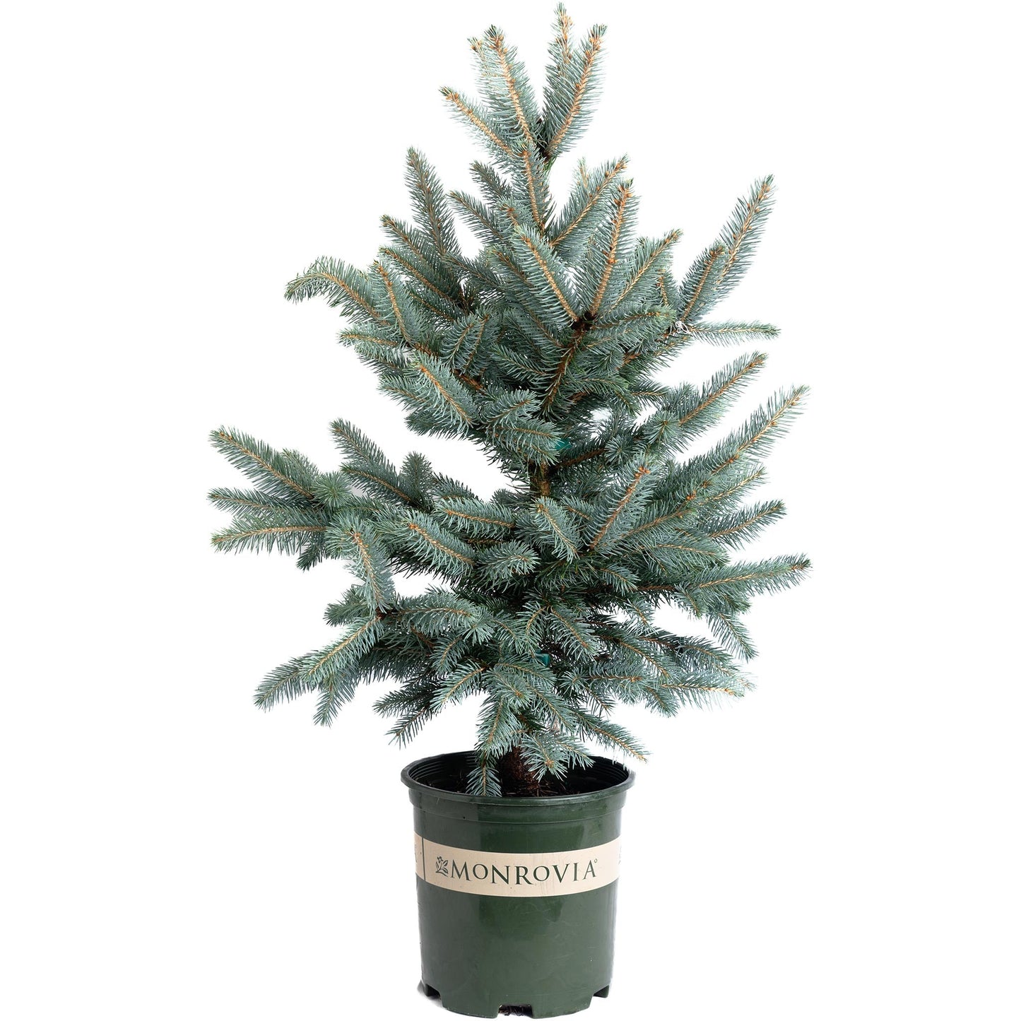 Baby Blue Eyes Spruce