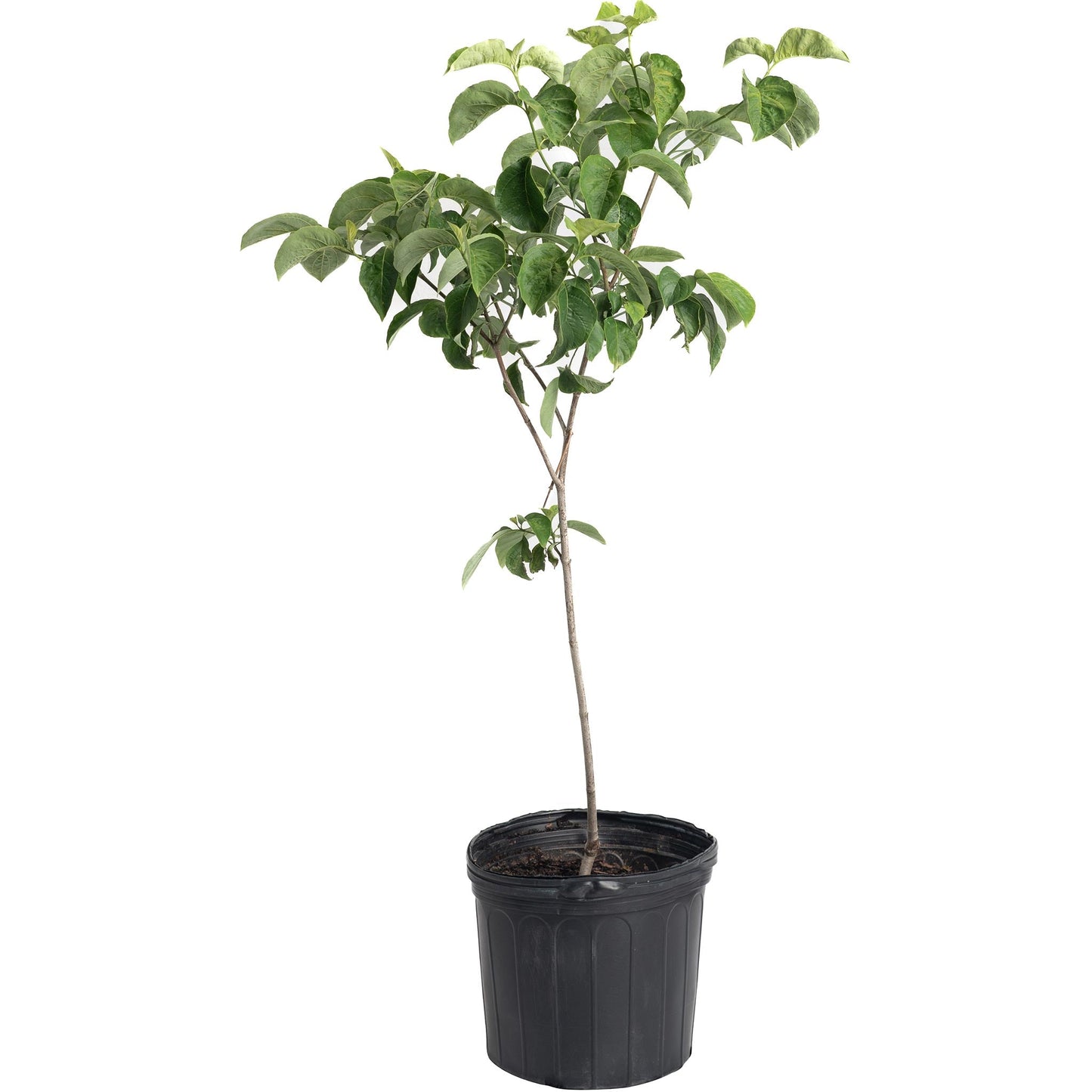 Cherokee Princess® Dogwood Tree