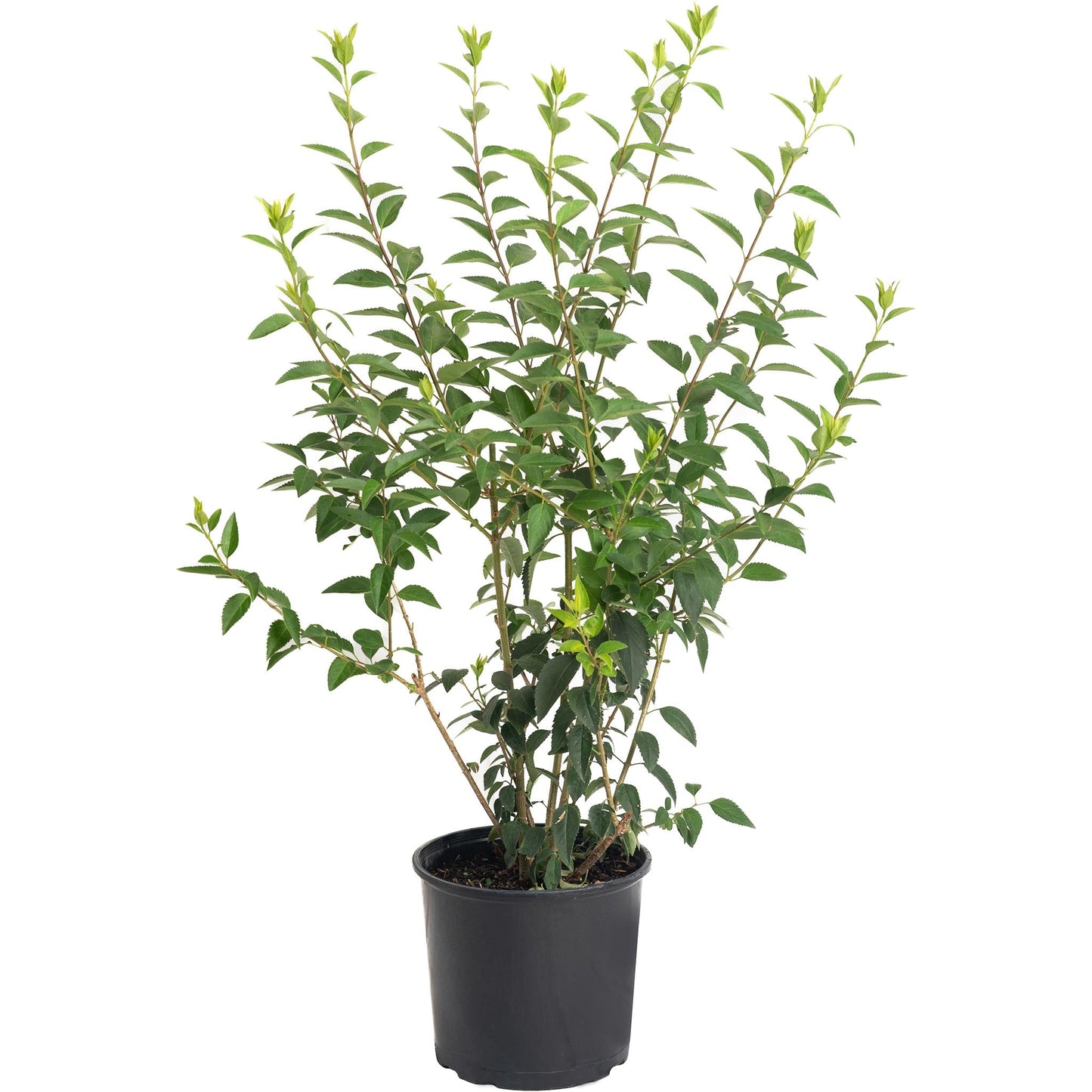 Lynwood Gold Forsythia Shrub