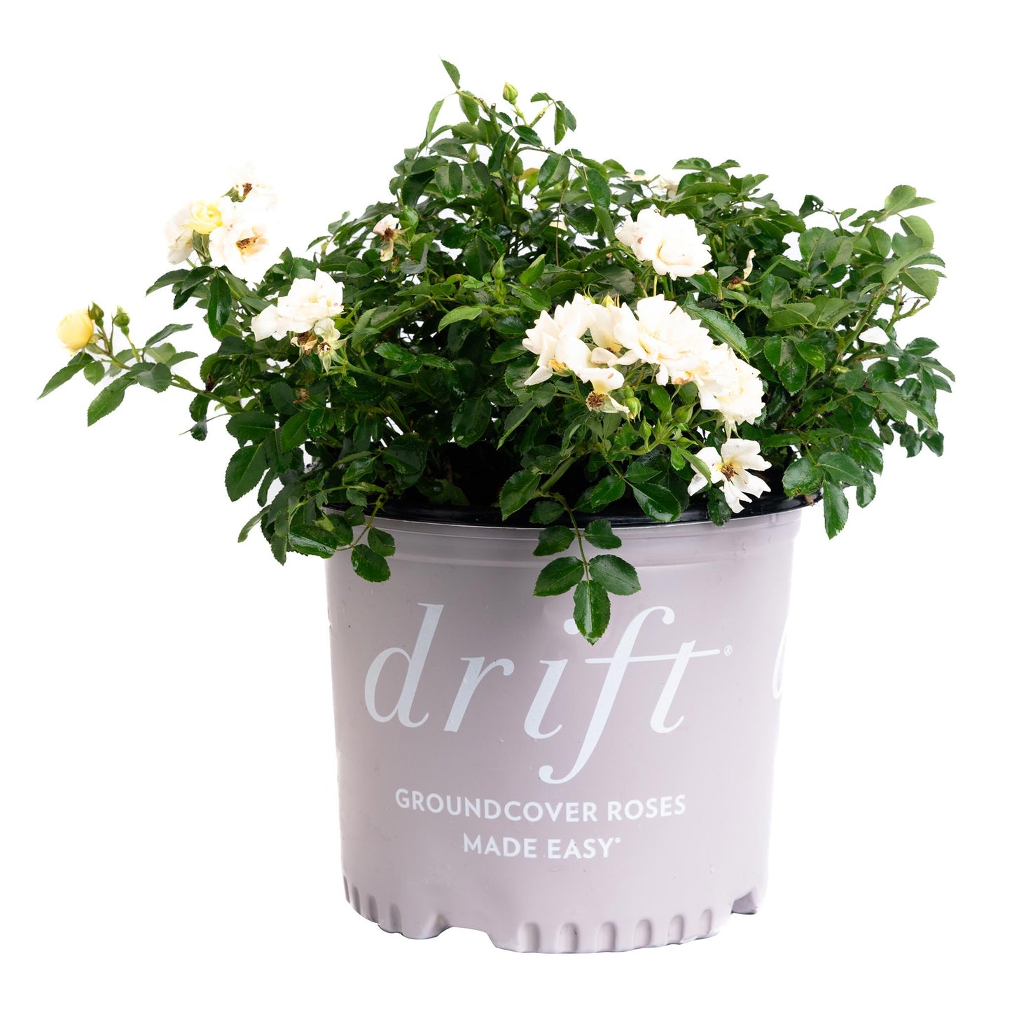 Popcorn Drift® Rose