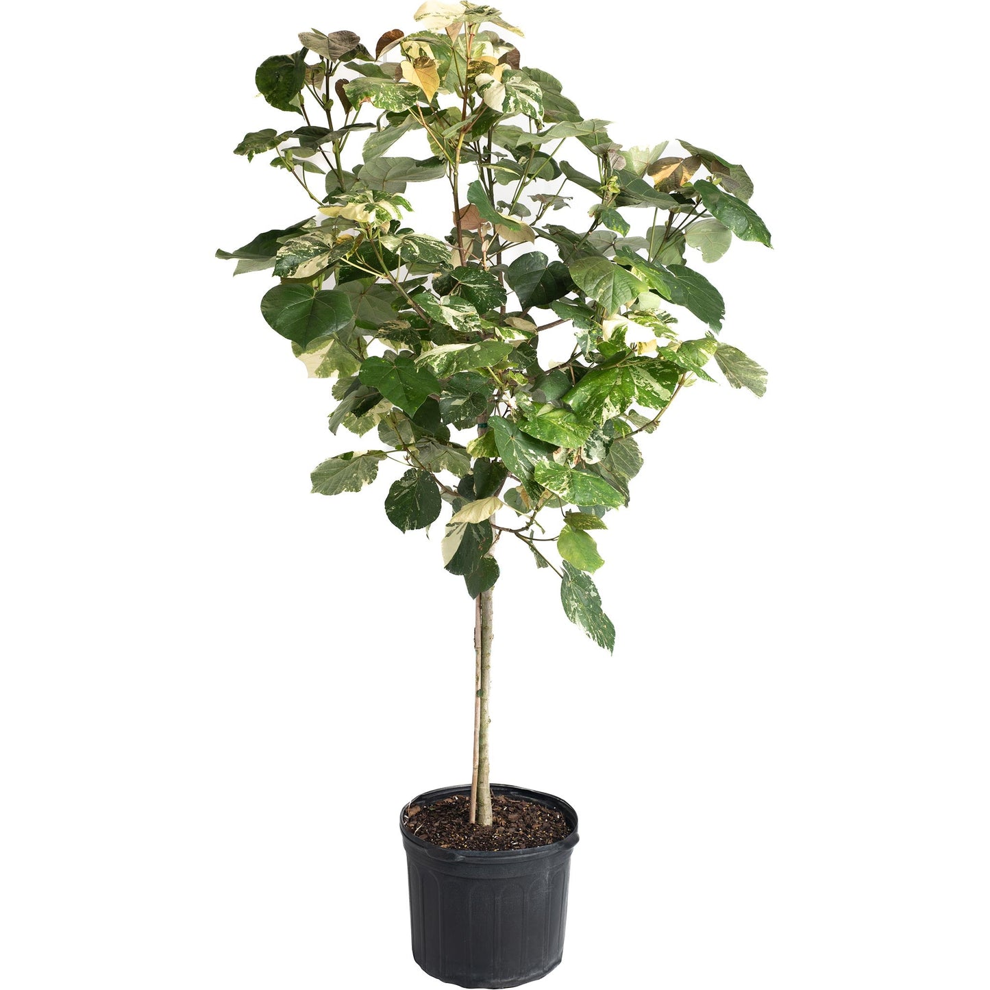 Variegated Hibiscus Tiliaceus