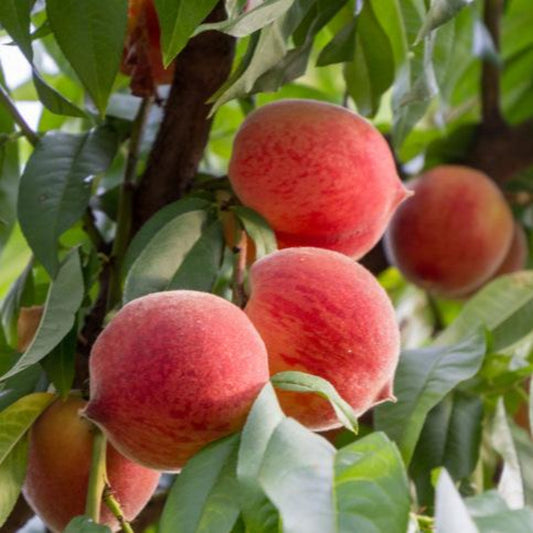 Frost Peach Tree fruit