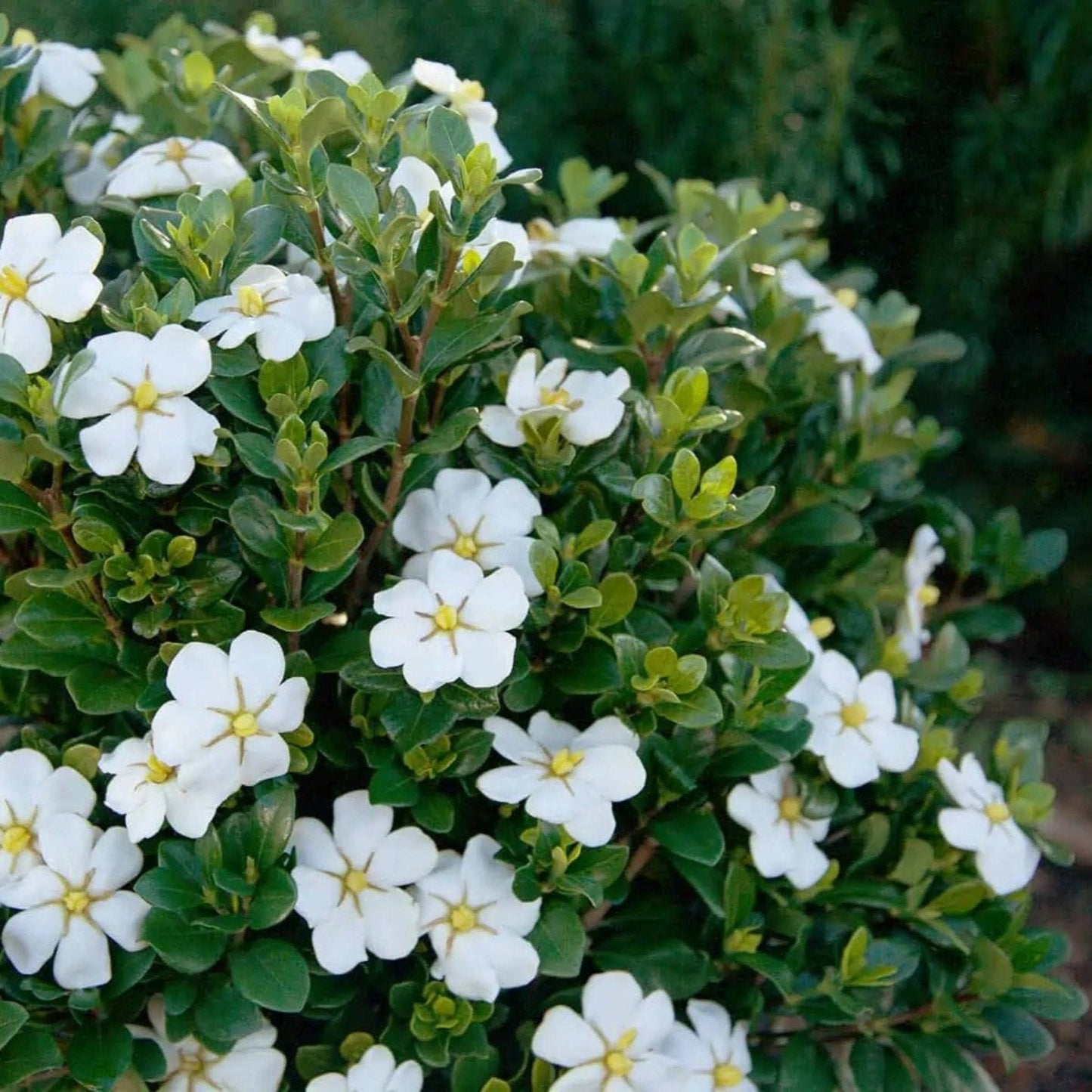 Gardenia ScentAmazing