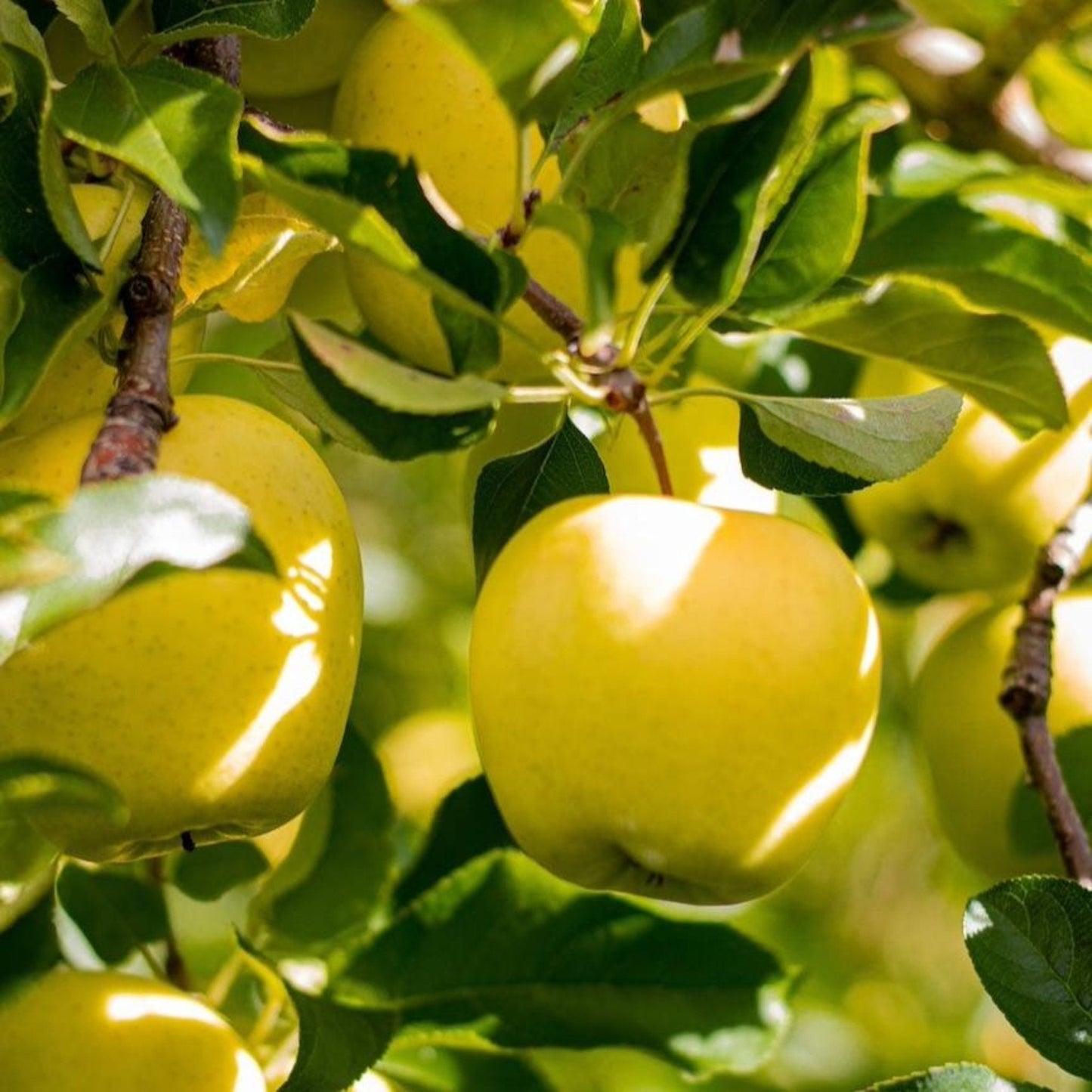 Golden Treat Apple Tree fruit