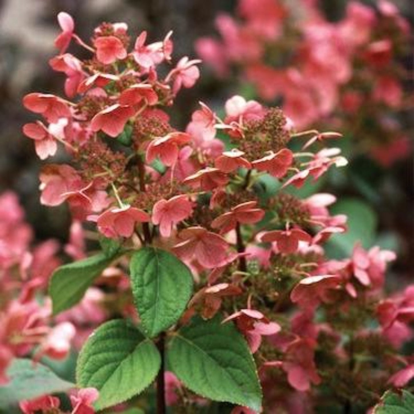 Quick Fire Hydrangea blooms