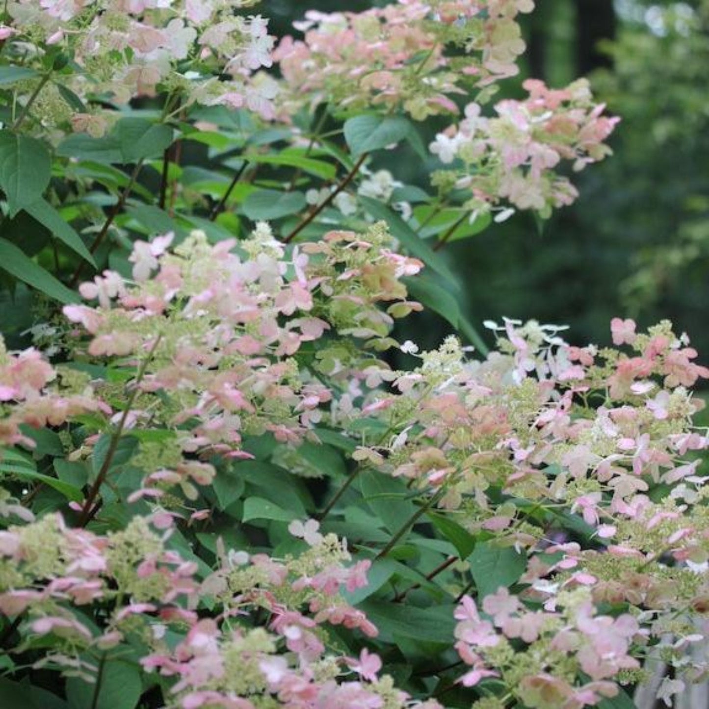 Quick Fire Hydrangea blooms