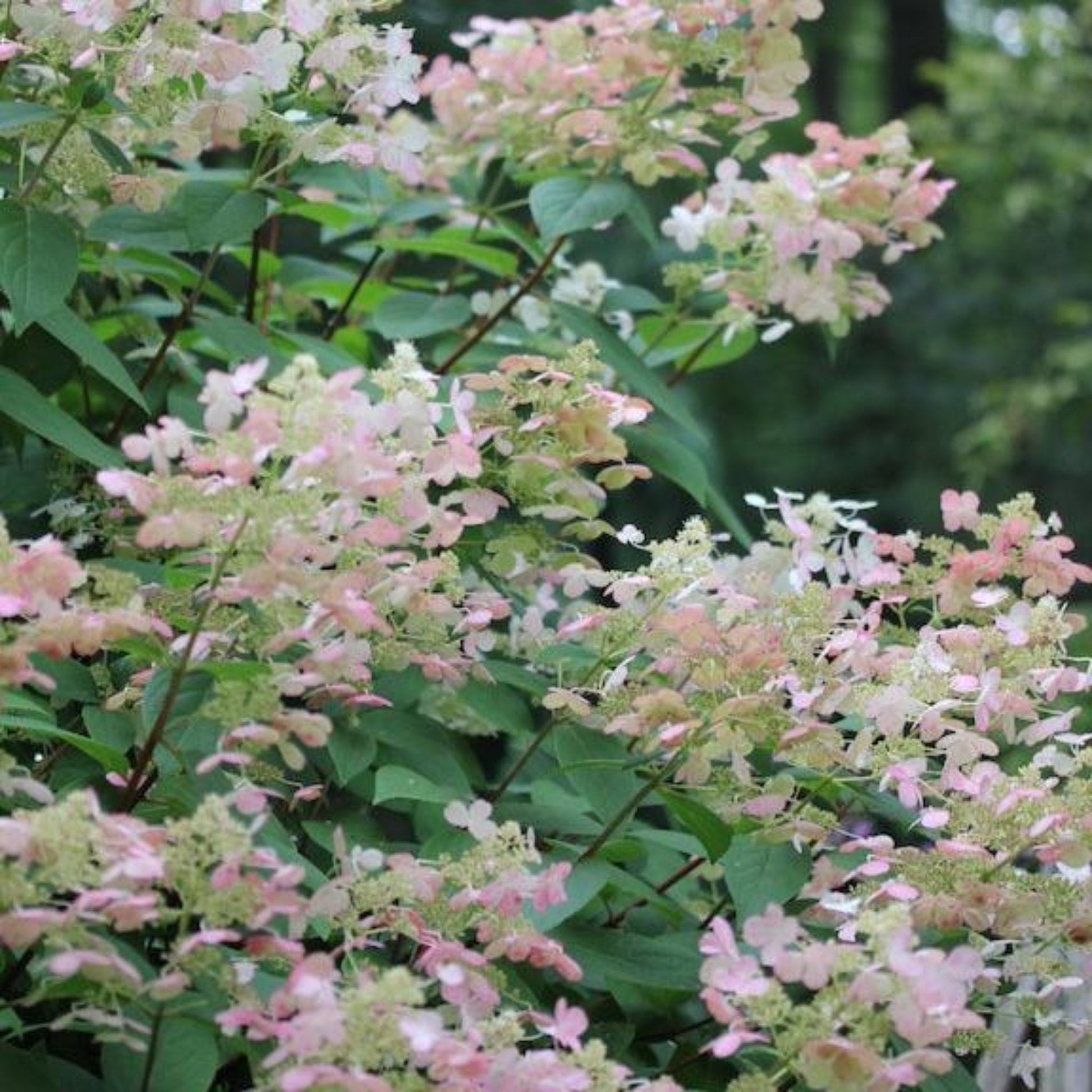 Quick Fire Hydrangea blooms