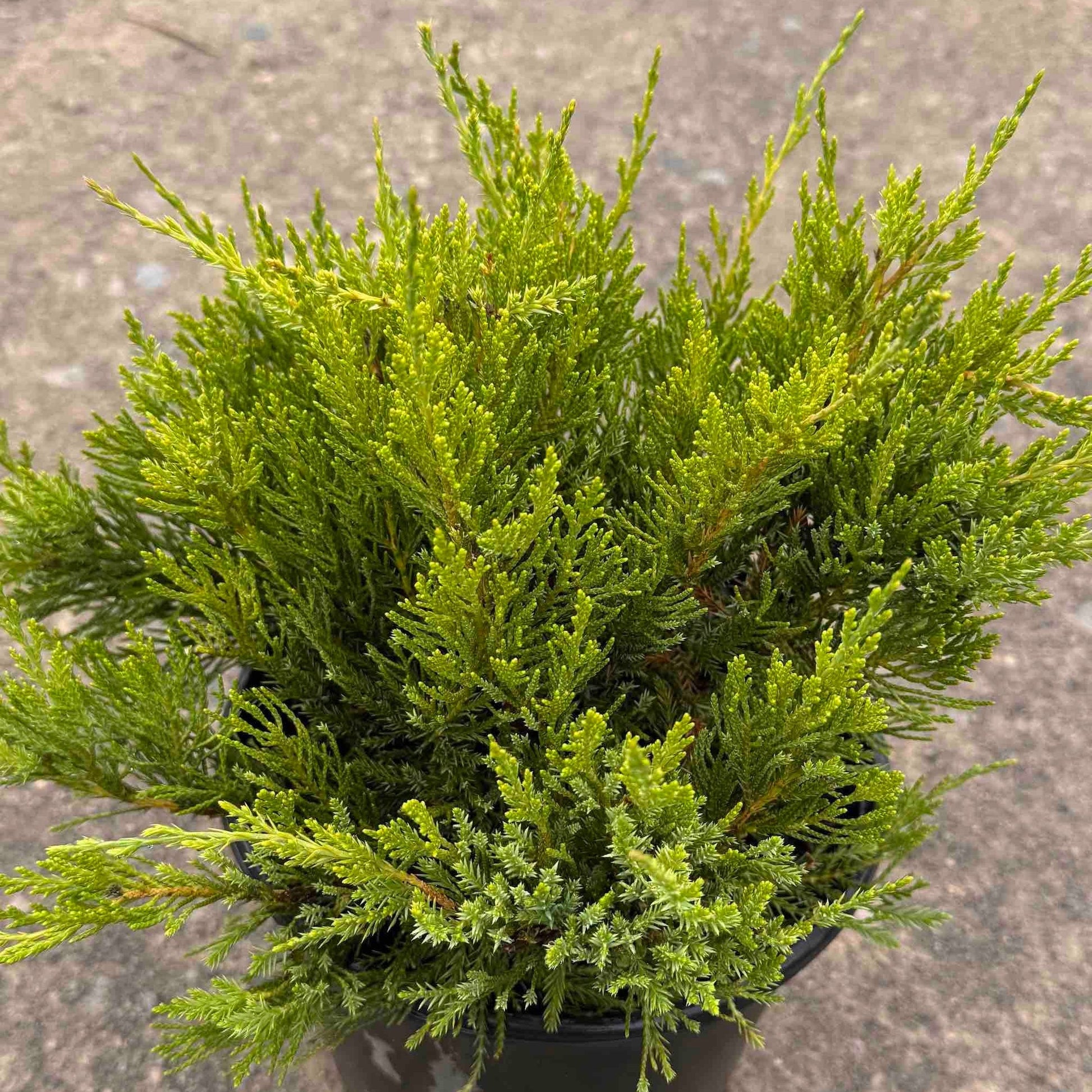 Sea Green Juniper