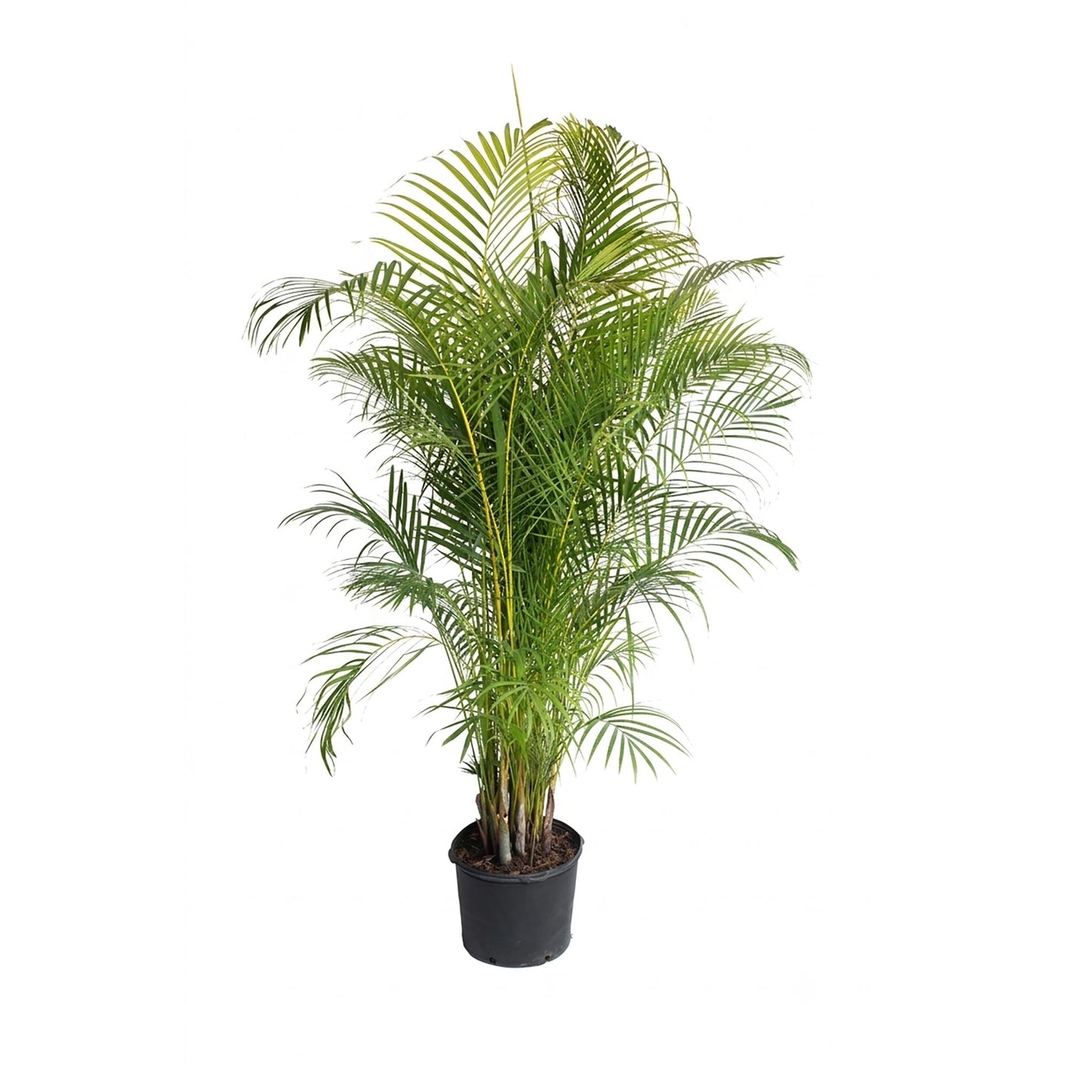 Areca Palm Tree