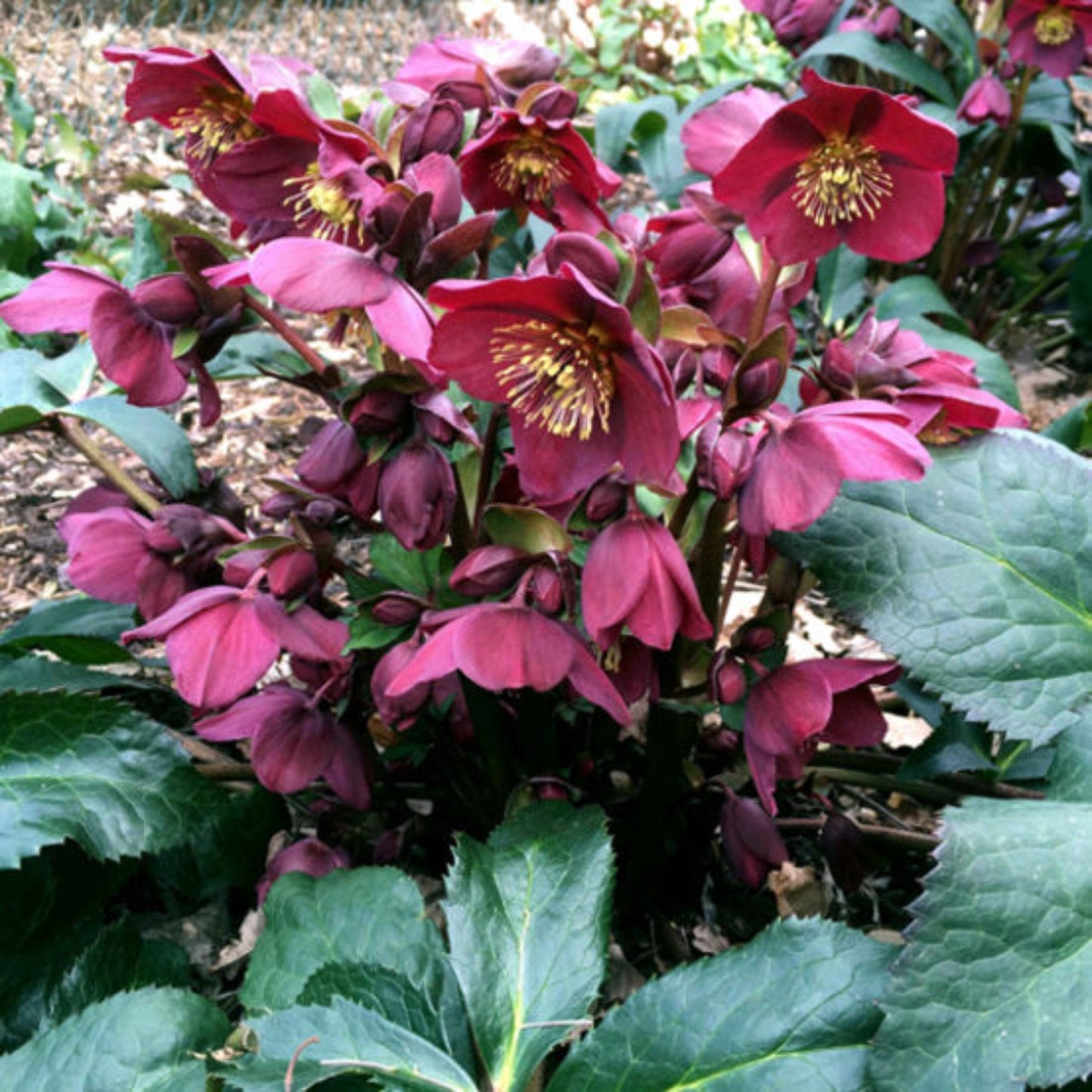 Ice N' Roses Red Helleborus blooms