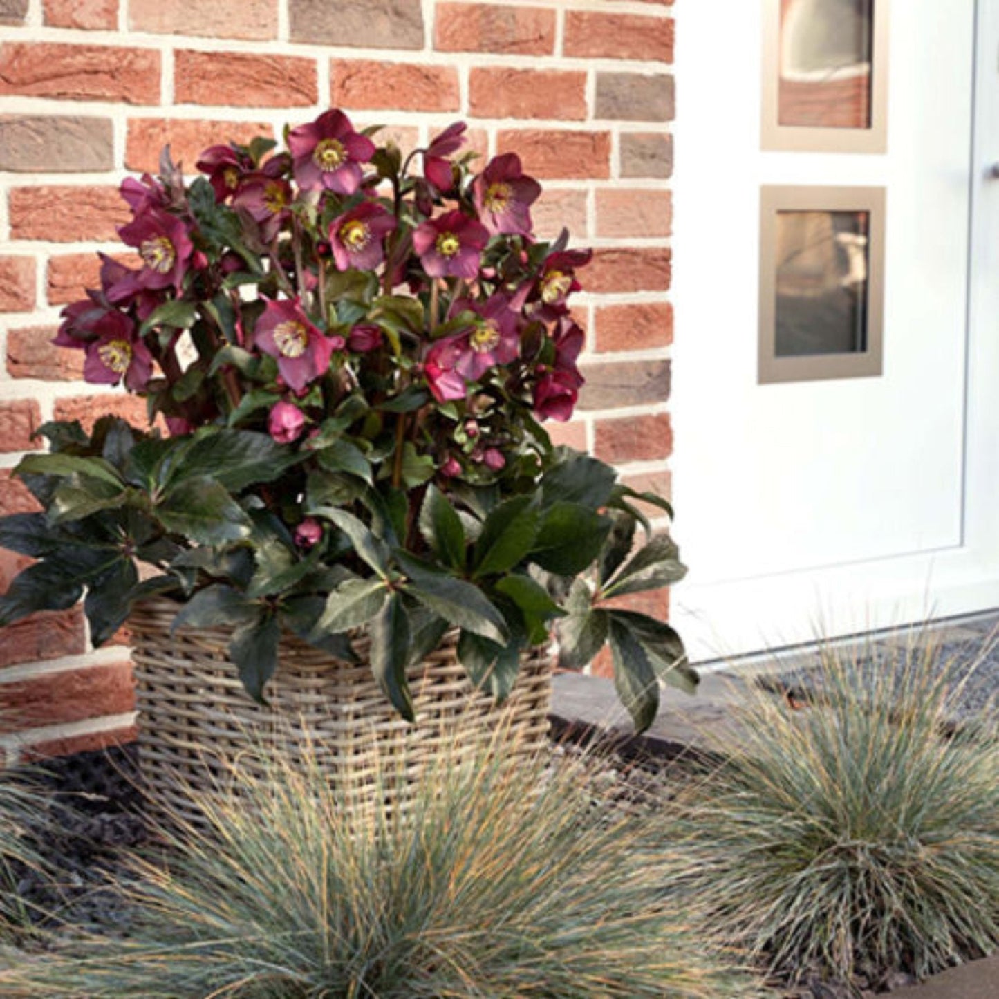 Ice N' Roses Red Helleborus 