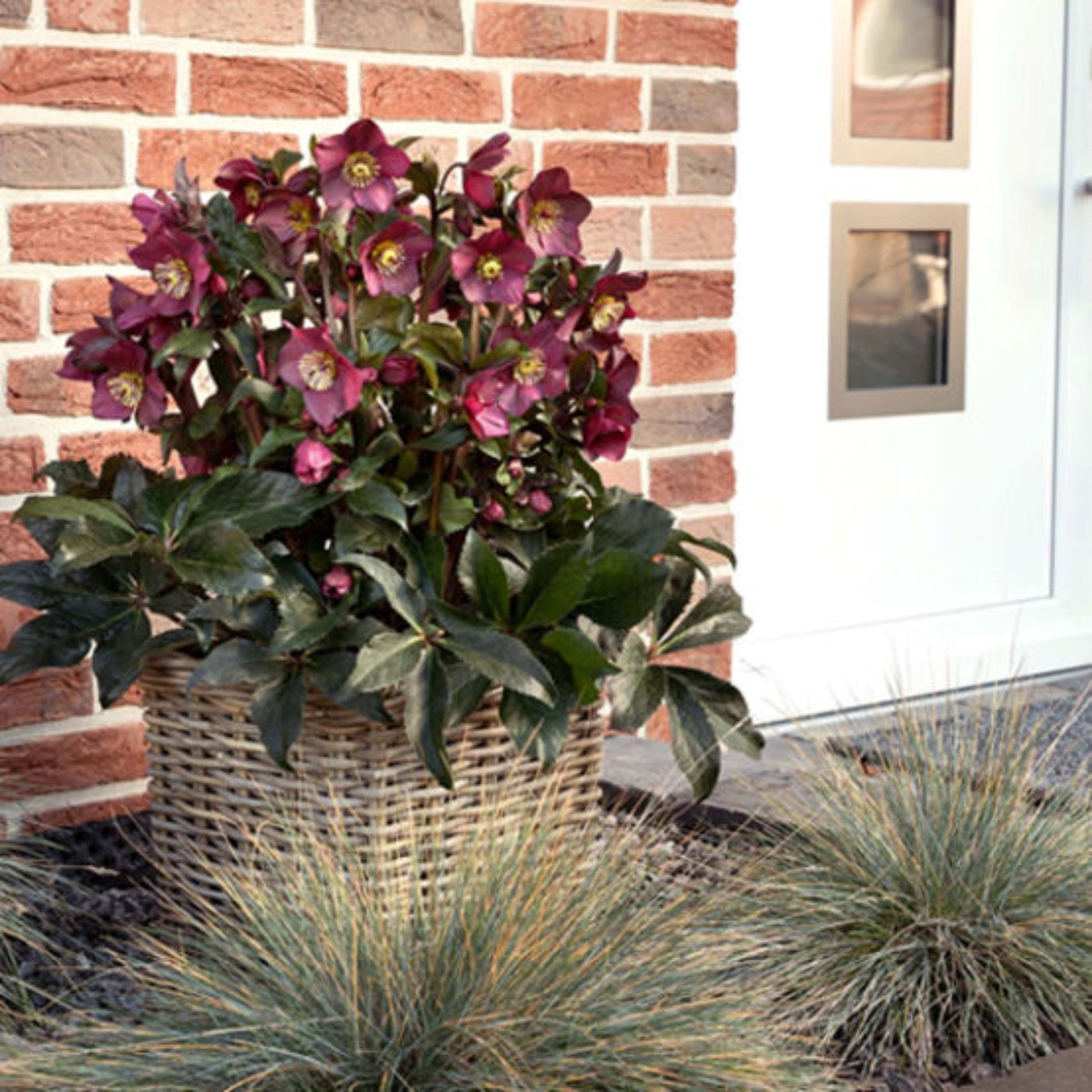 Ice N' Roses Red Helleborus 