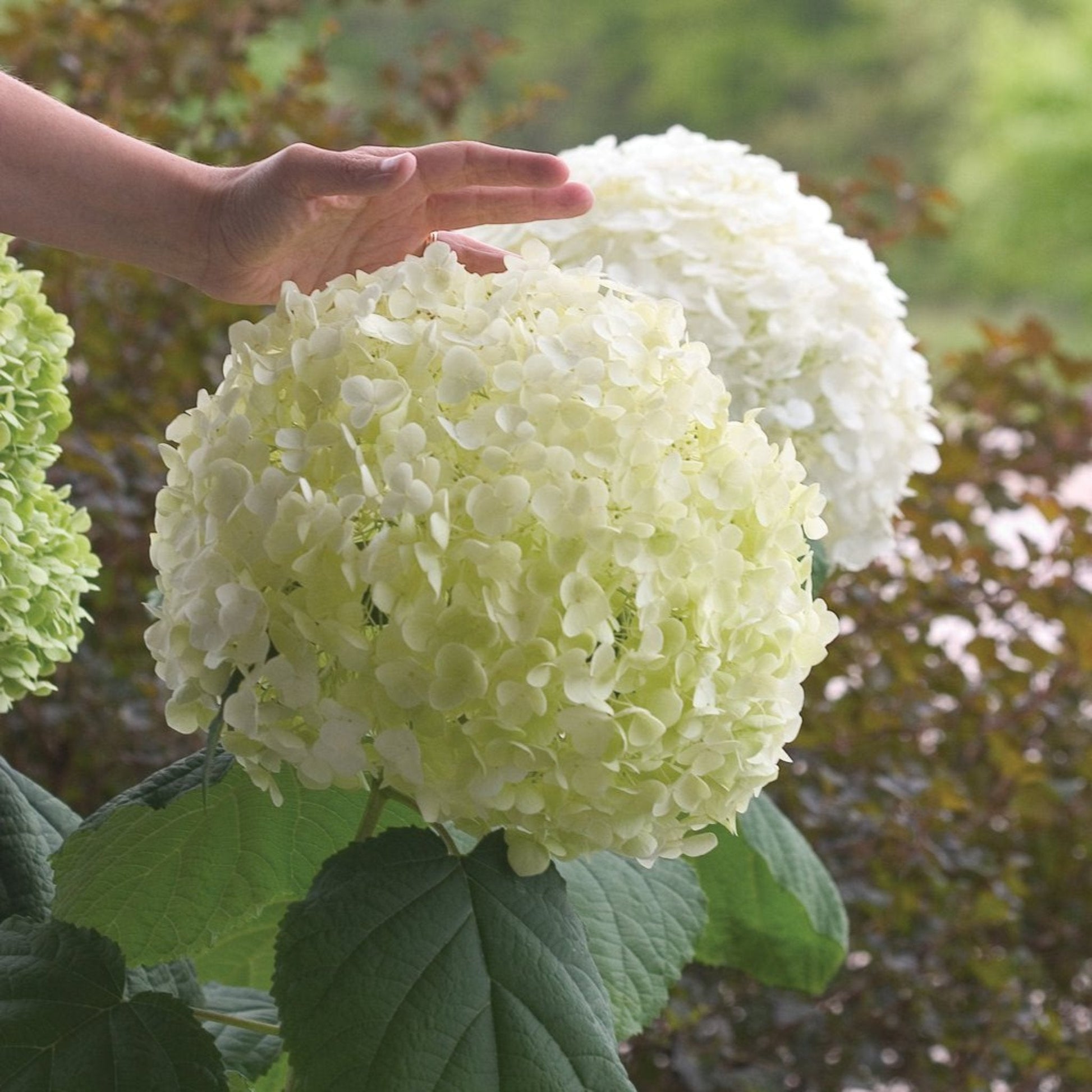 Incrediball Hydrangea bloom