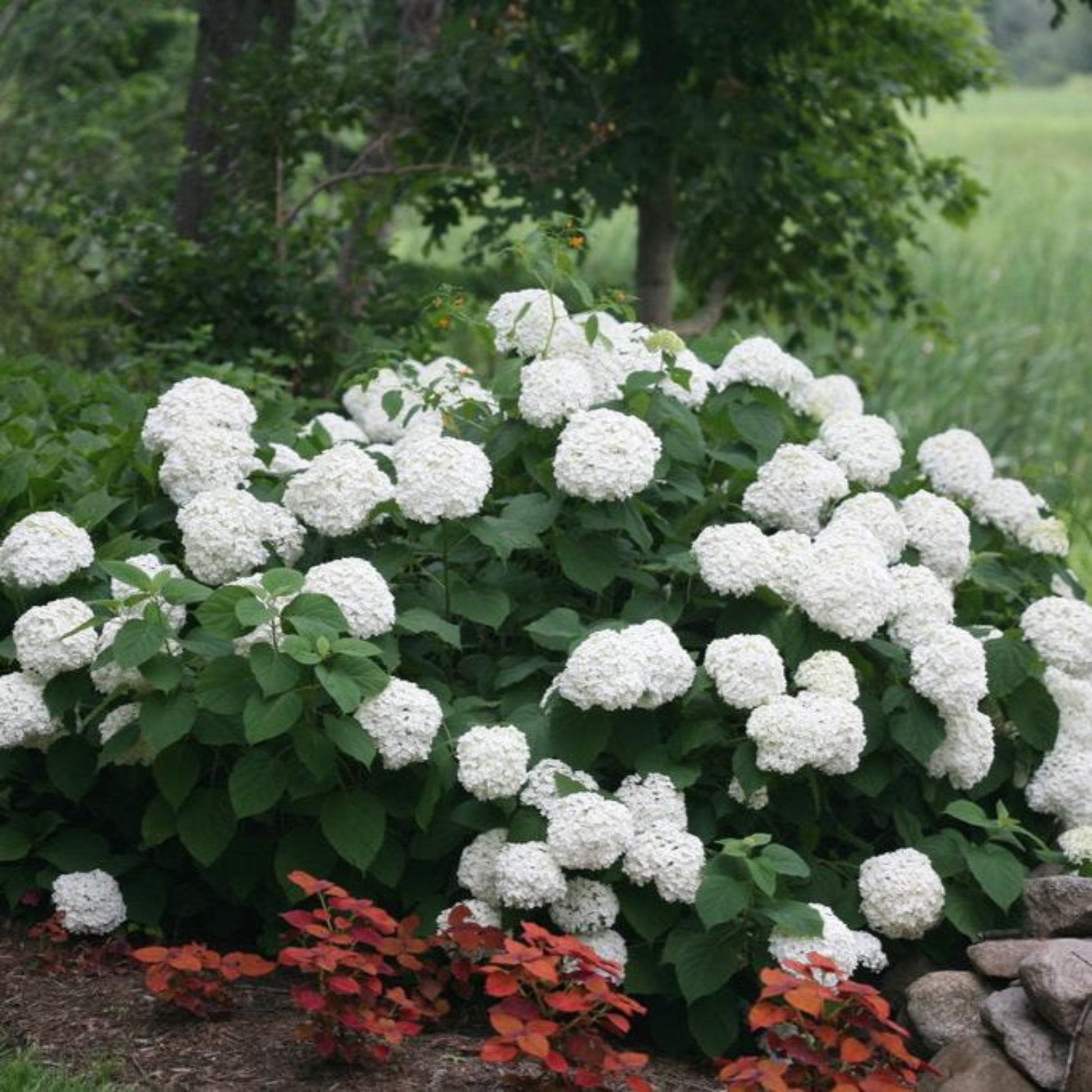 Incrediball Hydrangea shrub