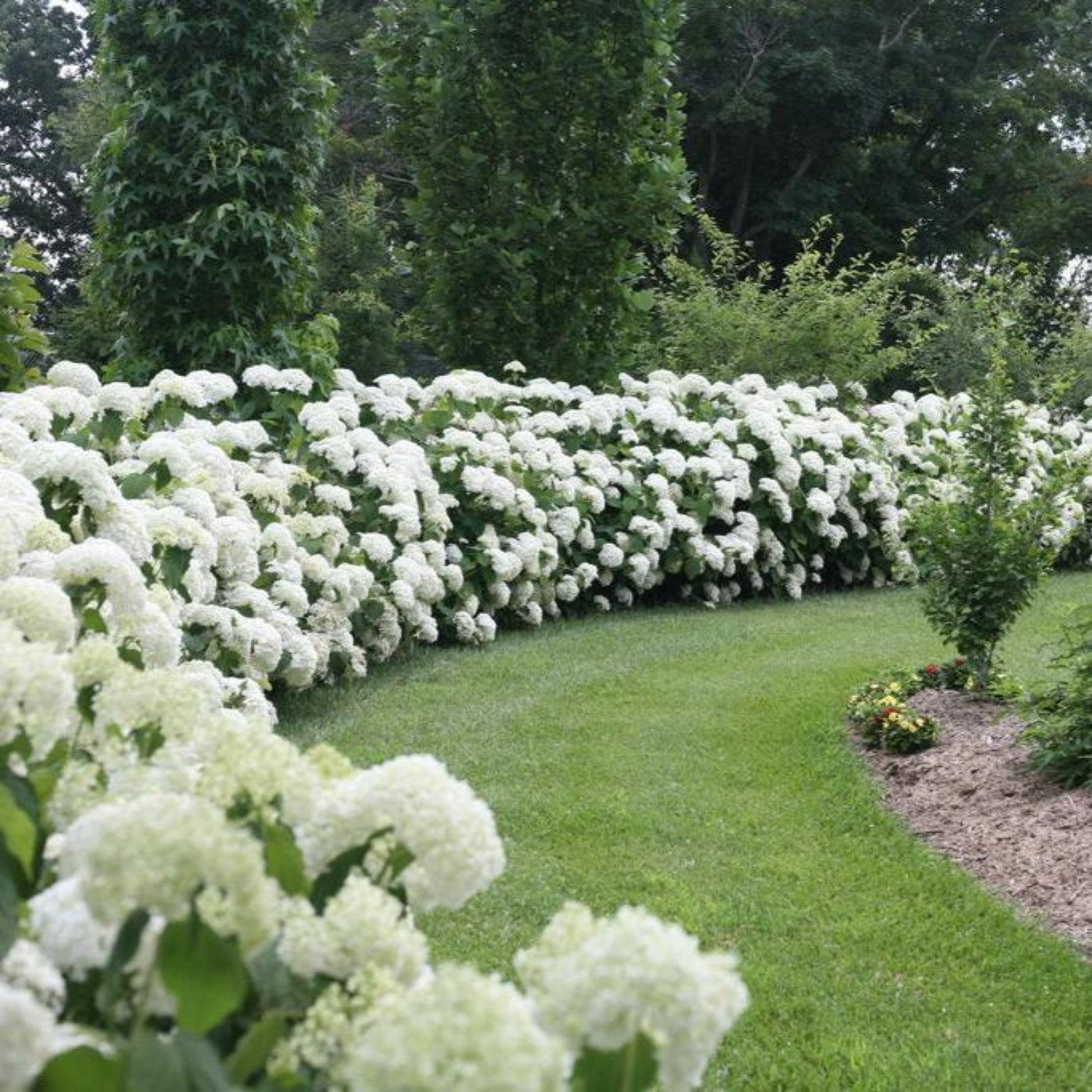 Incrediball Hydrangea hedge