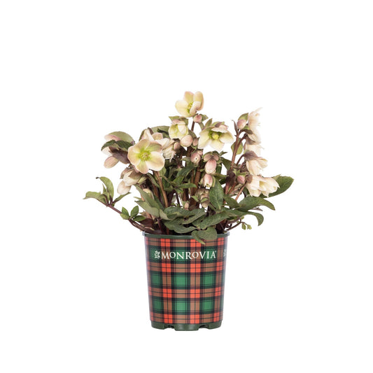 Ivory Prince Hellebore
