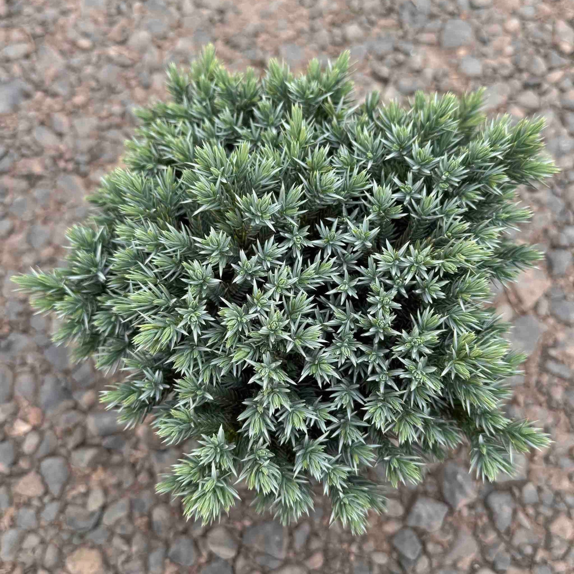 Blue Star Juniper