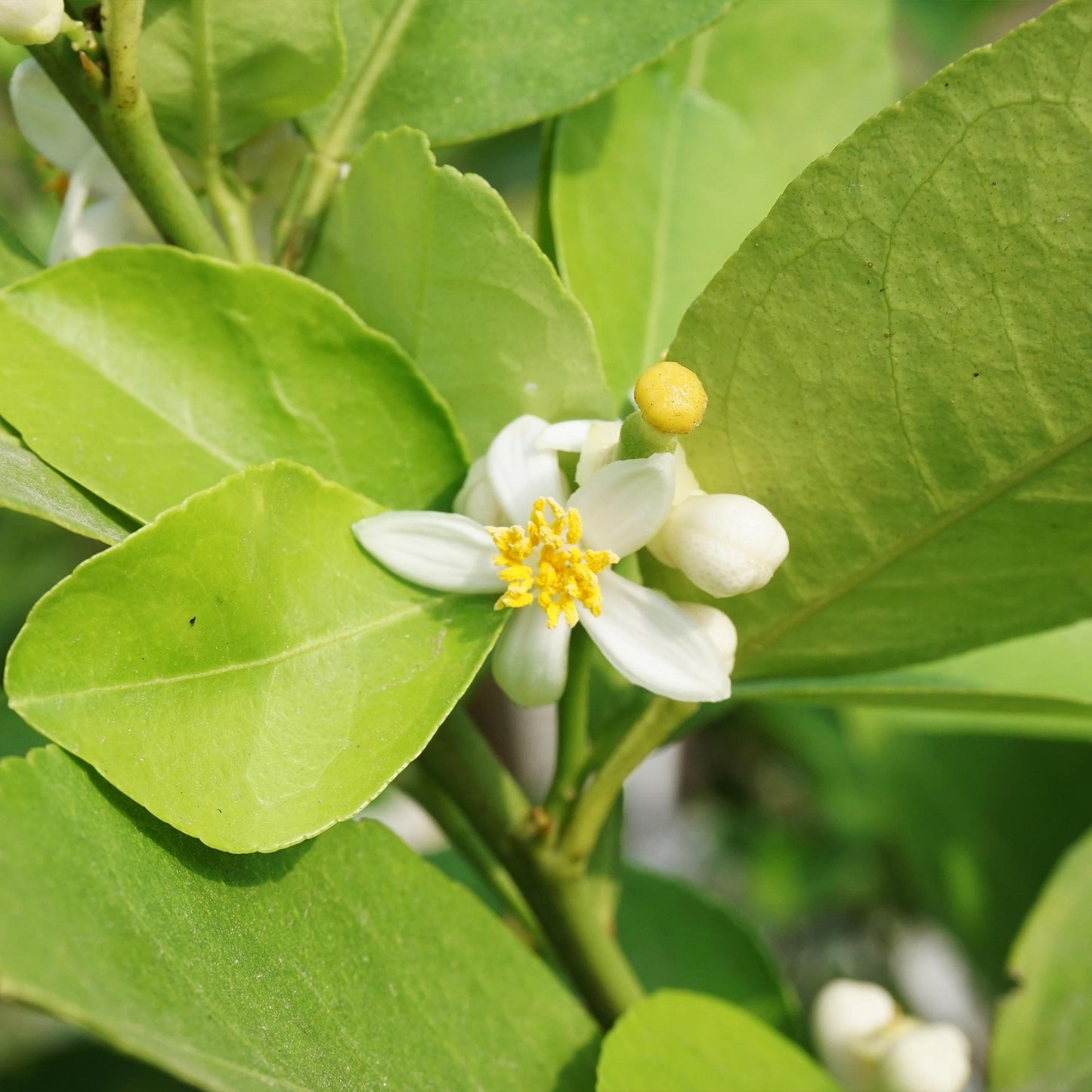 Key Lime Tree (FL)