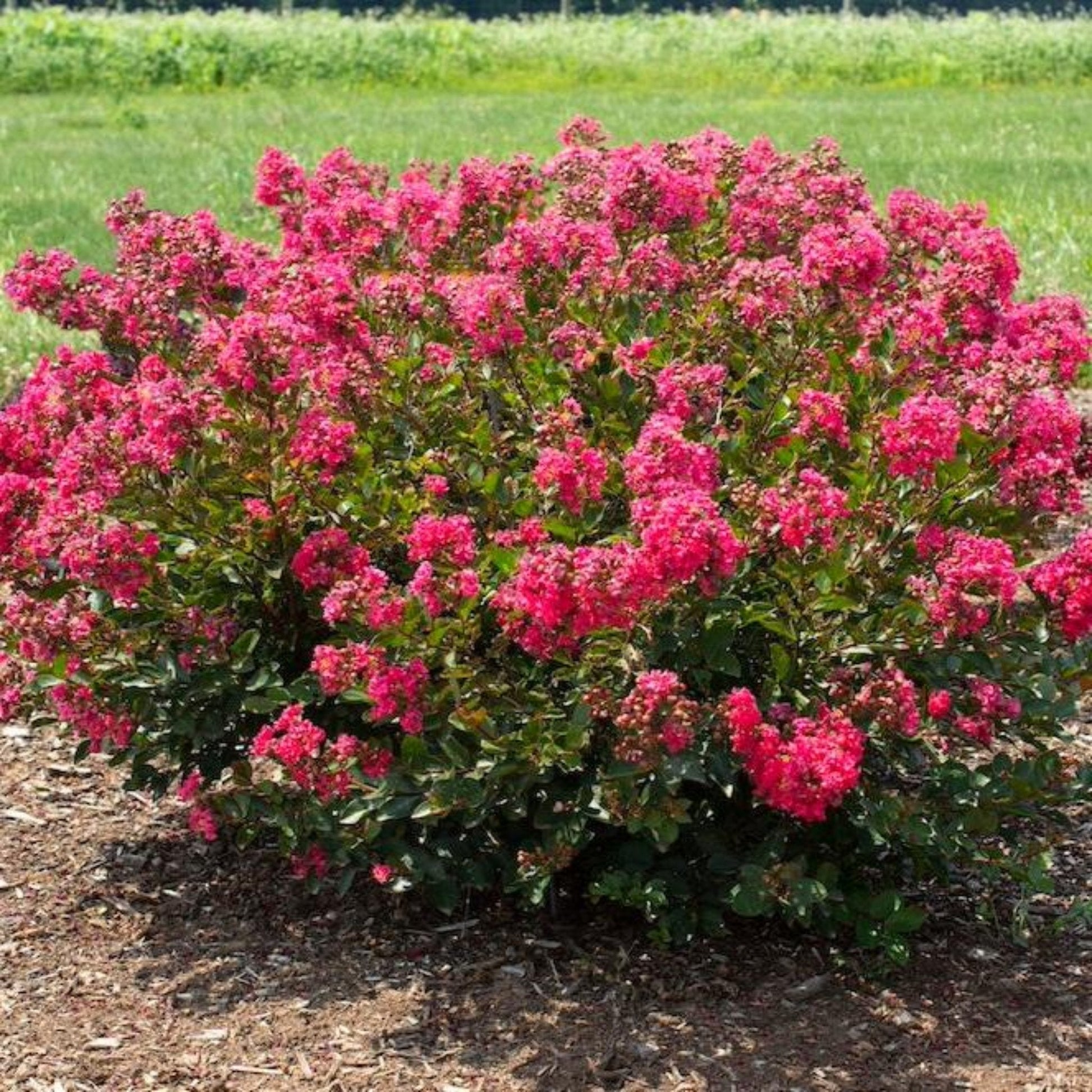 Bellini Raspberry Crape Myrtle