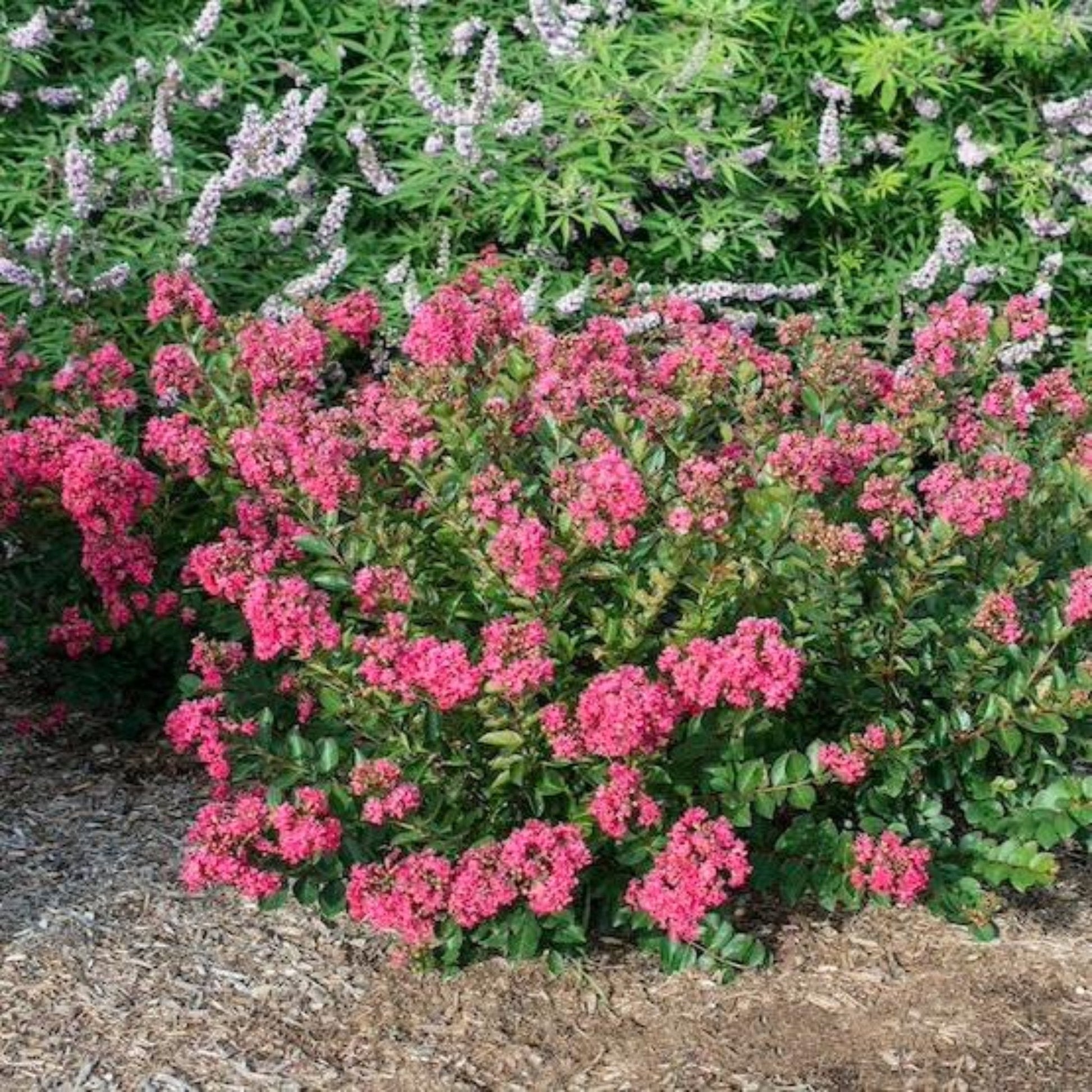 Bellini Raspberry Crape Myrtle