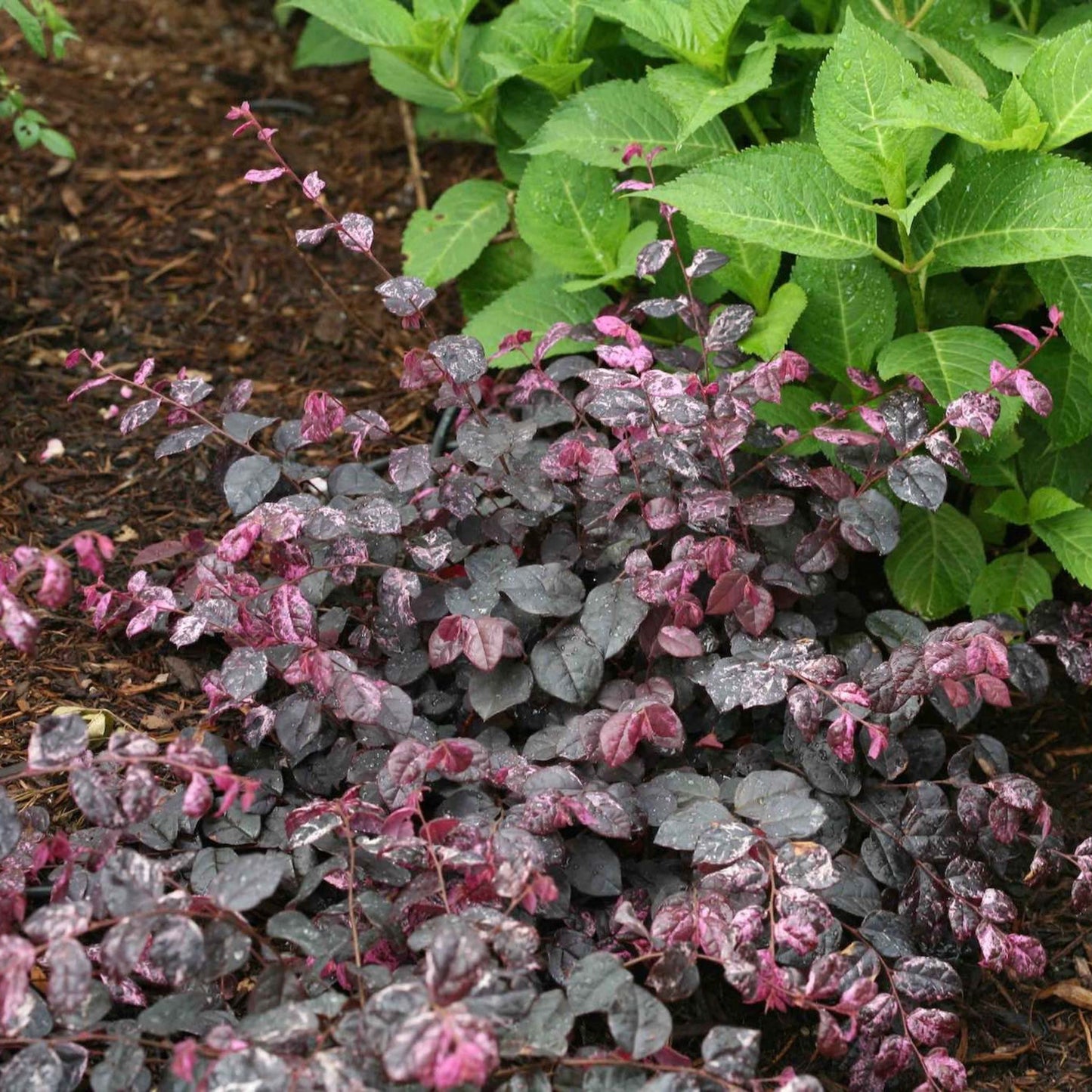 Jazz Hands Variegated® Loropetalum