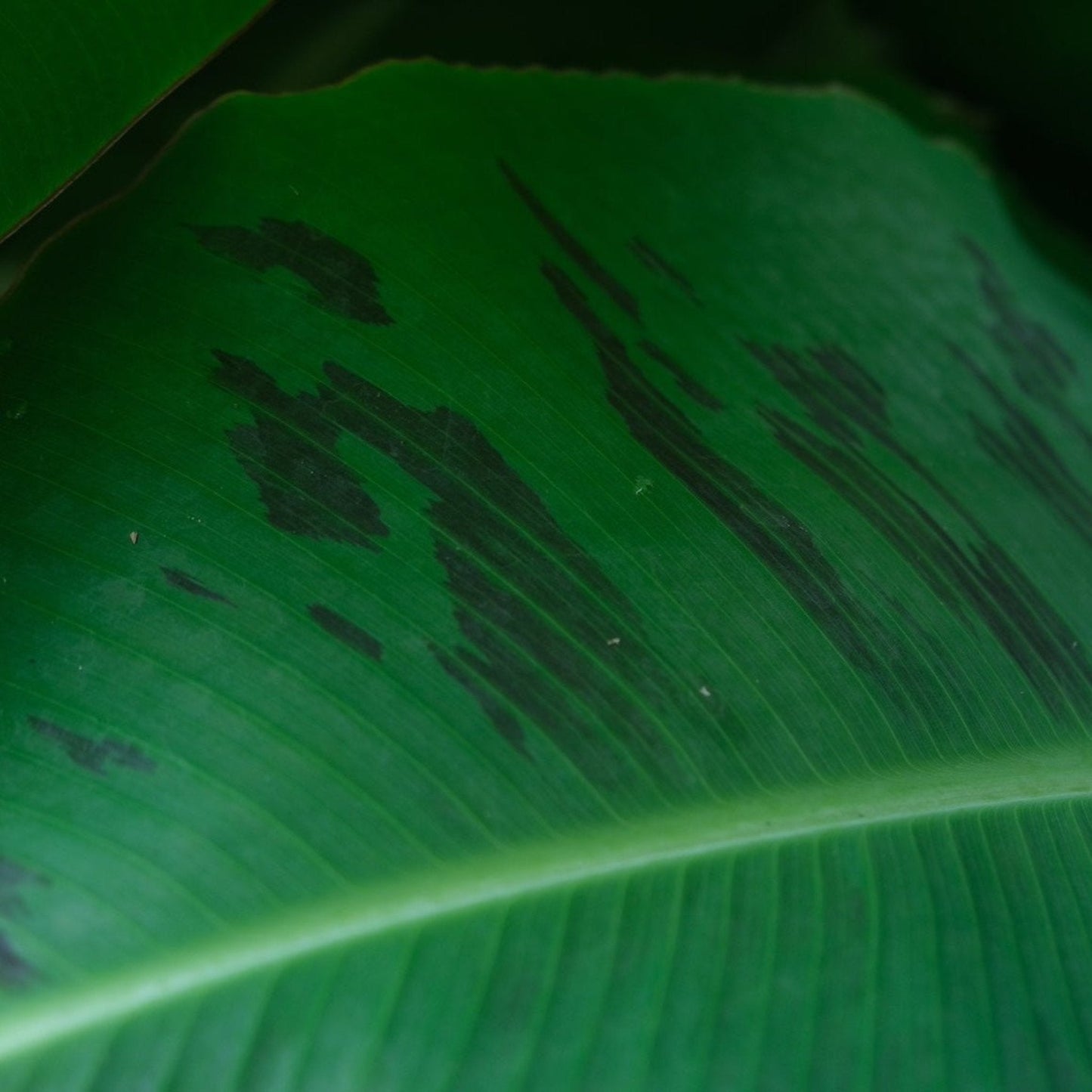 Truly Tiny Banana foliage