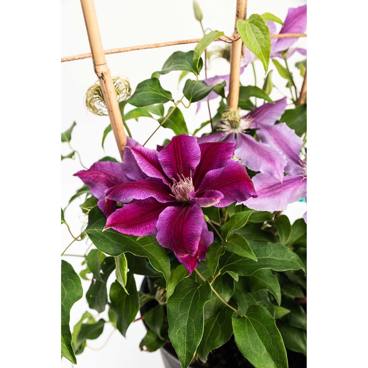 Dr. Ruppel Clematis