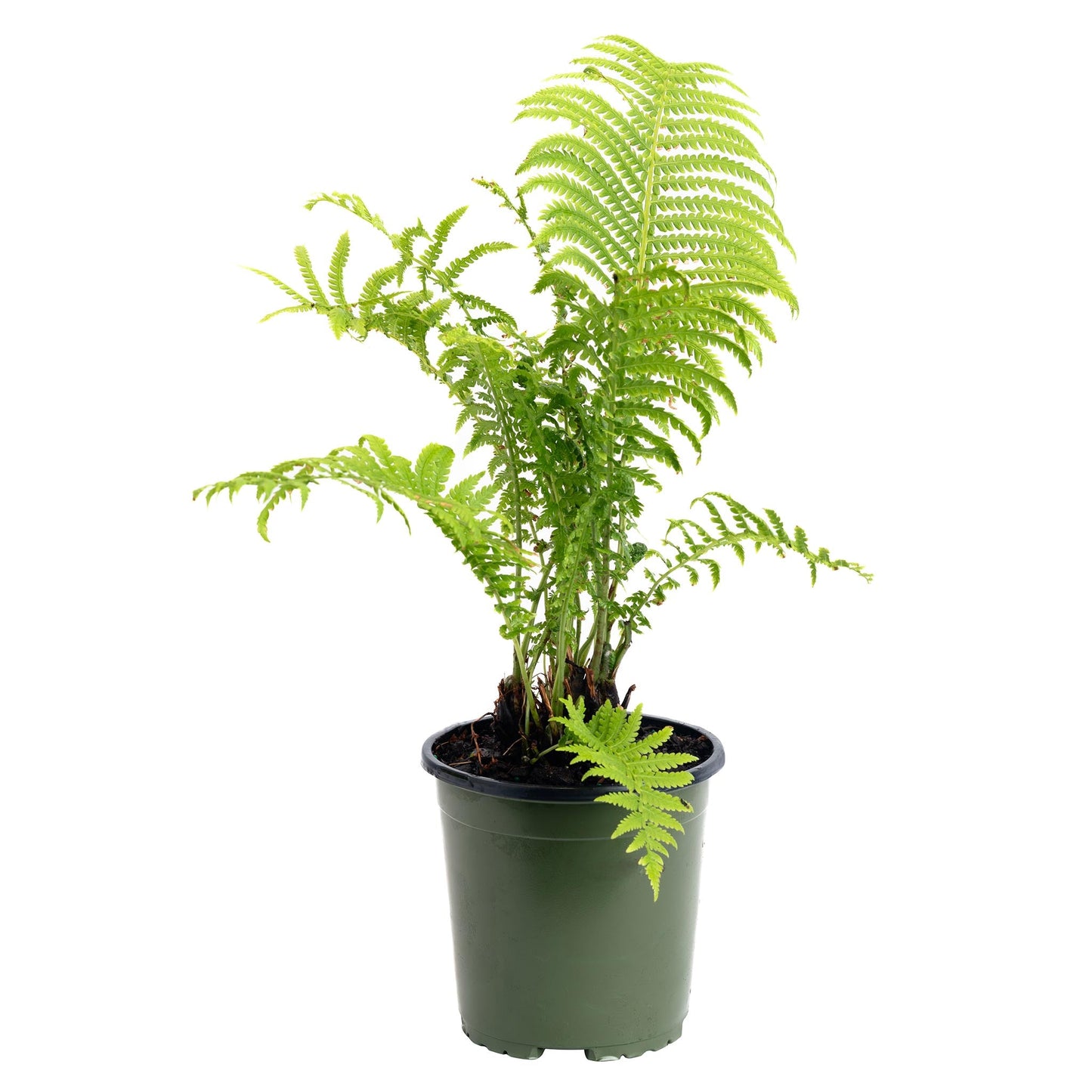 Ostrich Fern