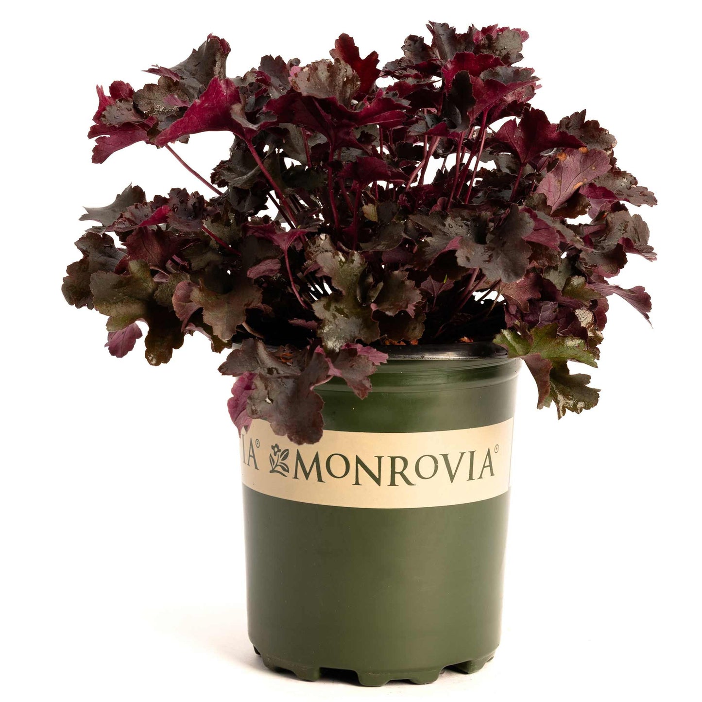 Balboa Sunset® Heuchera
