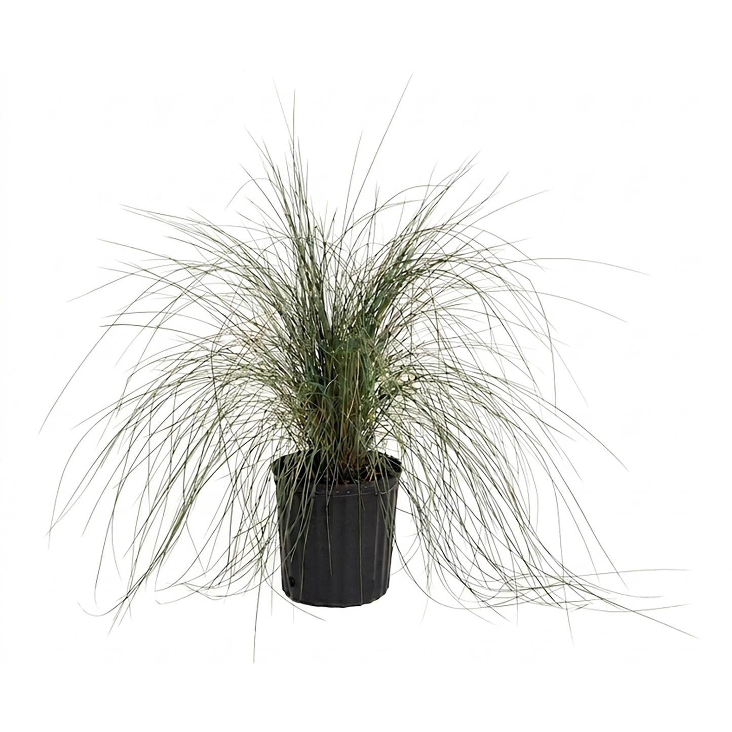Pink Muhly Grass