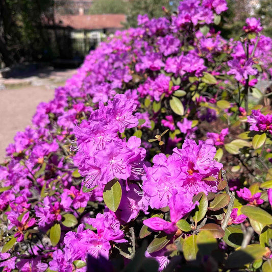 PJM Elite Rhododendron