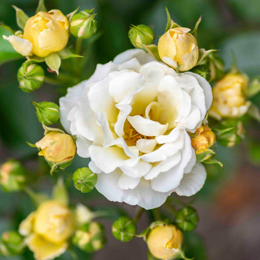 Popcorn Drift® Rose