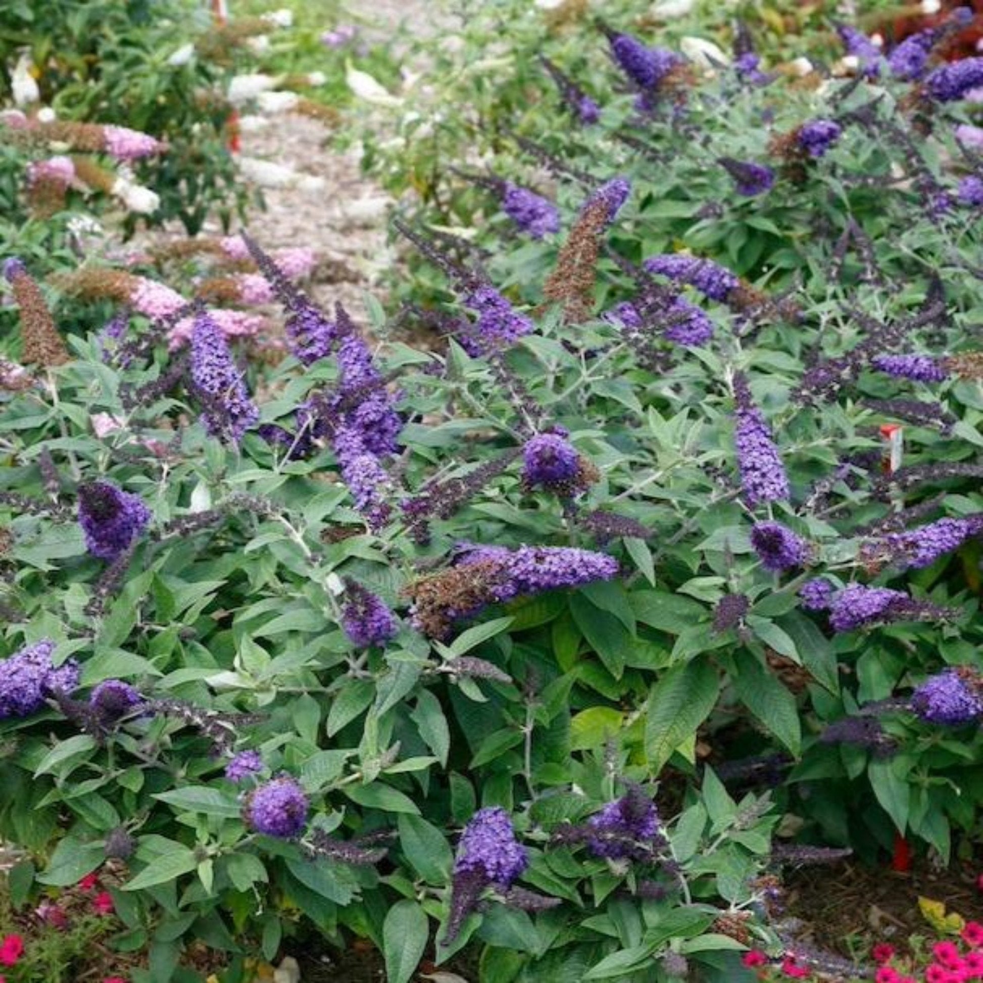 Pugster Blue Butterfly Bush