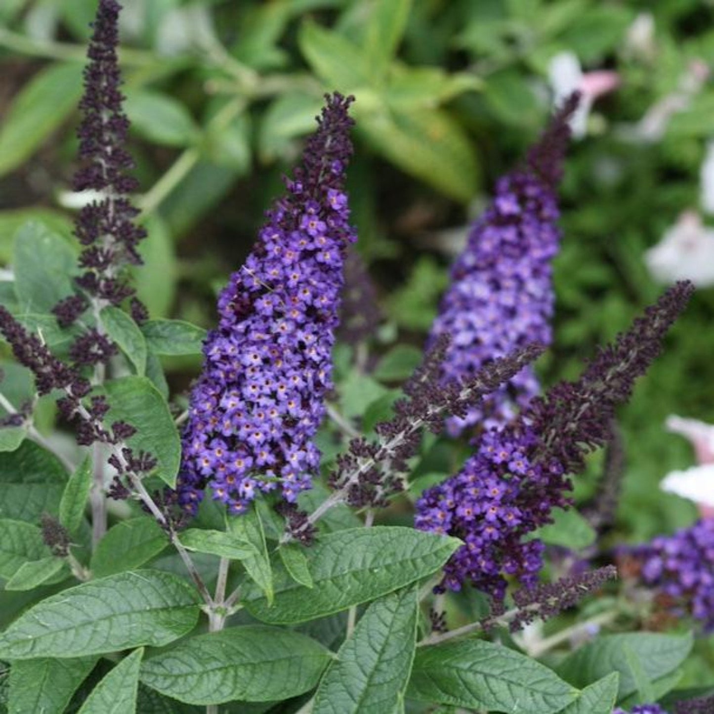Pugster Blue Butterfly Bush blooms