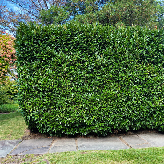 Skip Cherry Laurel