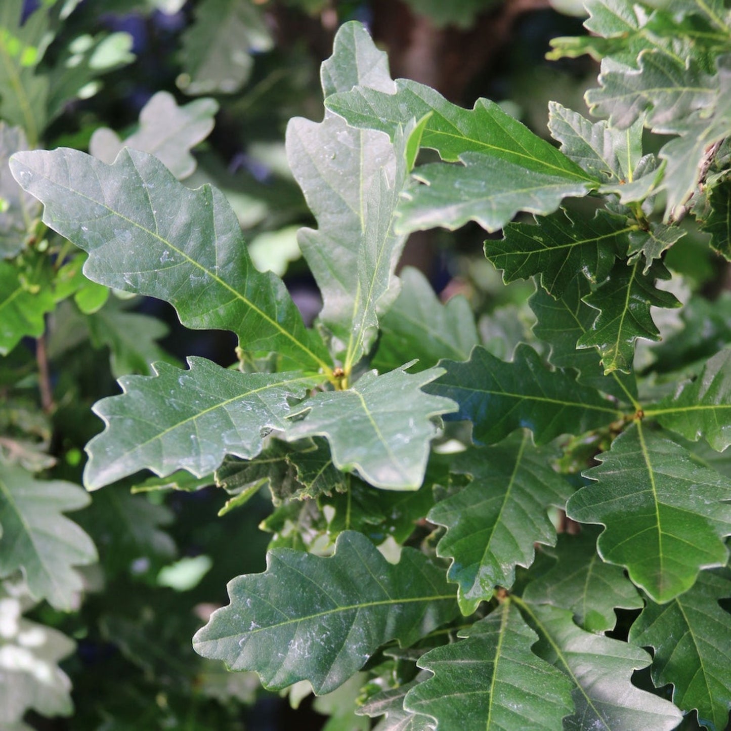 Skinny Genes Oak Tree leaves