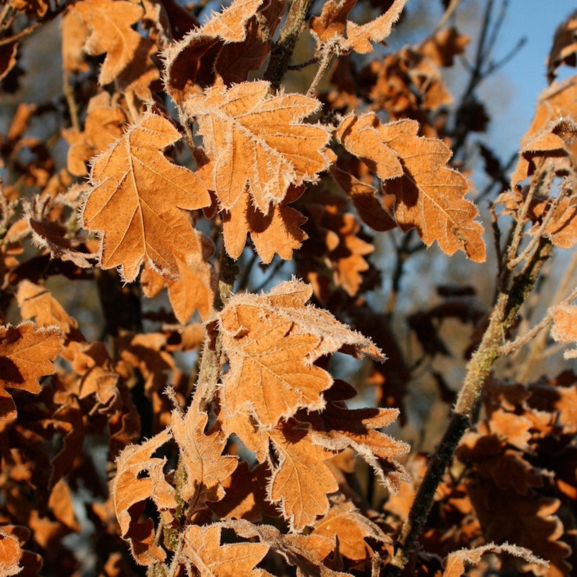 Skinny Genes Oak Tree winter leaves
