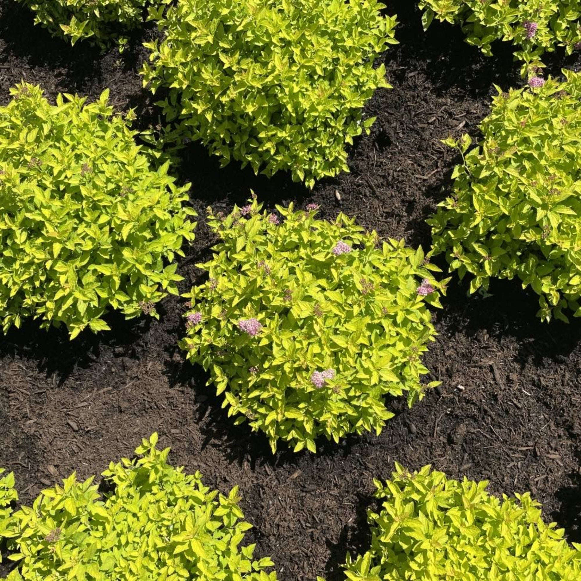 Pineapple Poprocks® Spiraea
