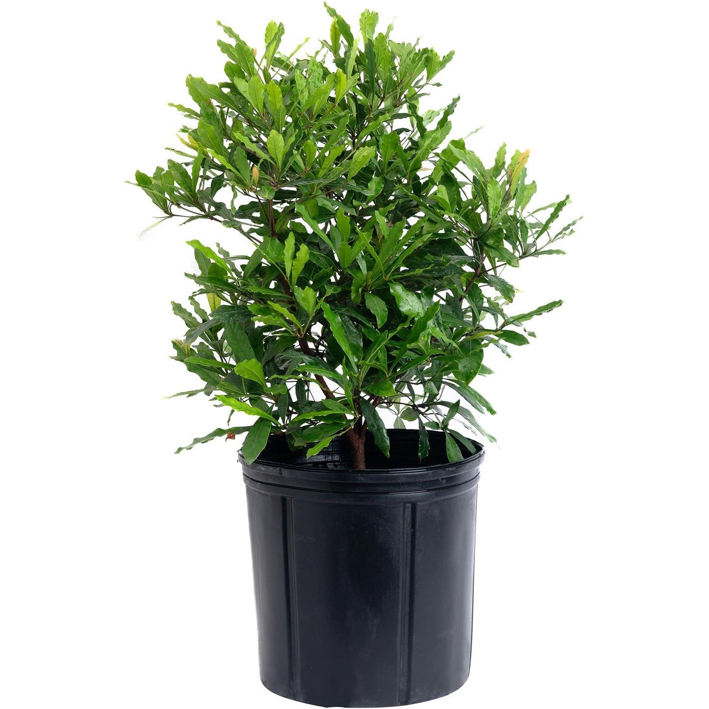 Southern Wax Myrtle