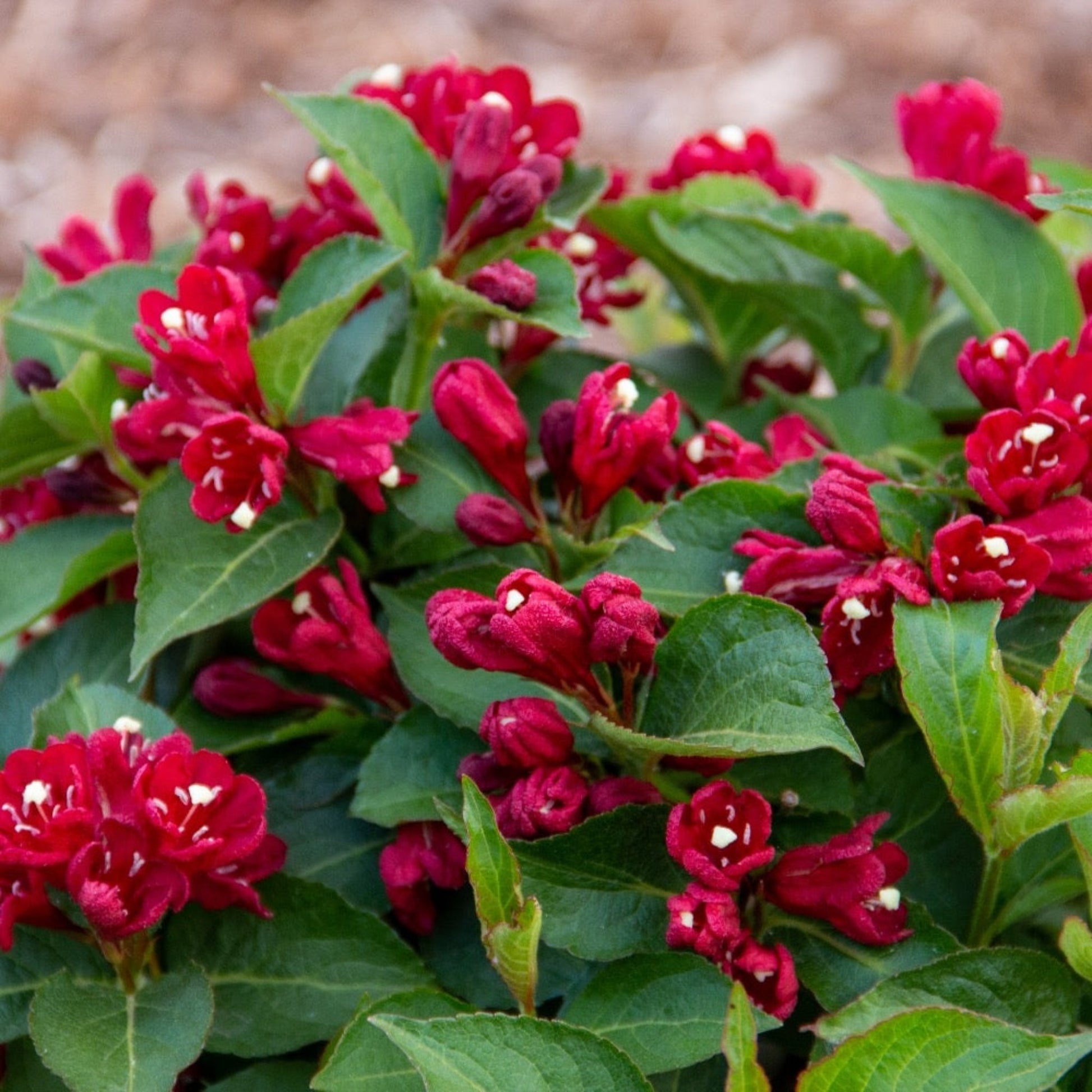 Maroon Swoon® Weigela
