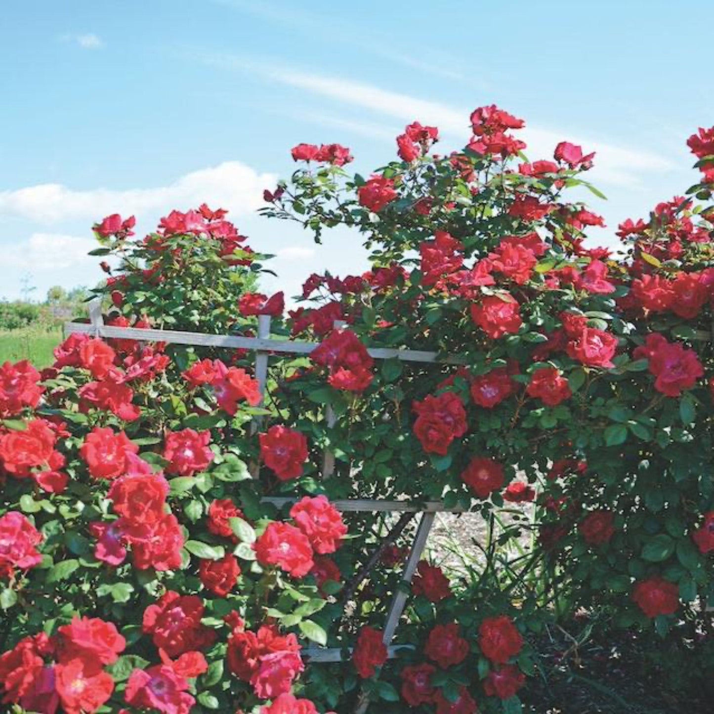 Winner's Circle Rose