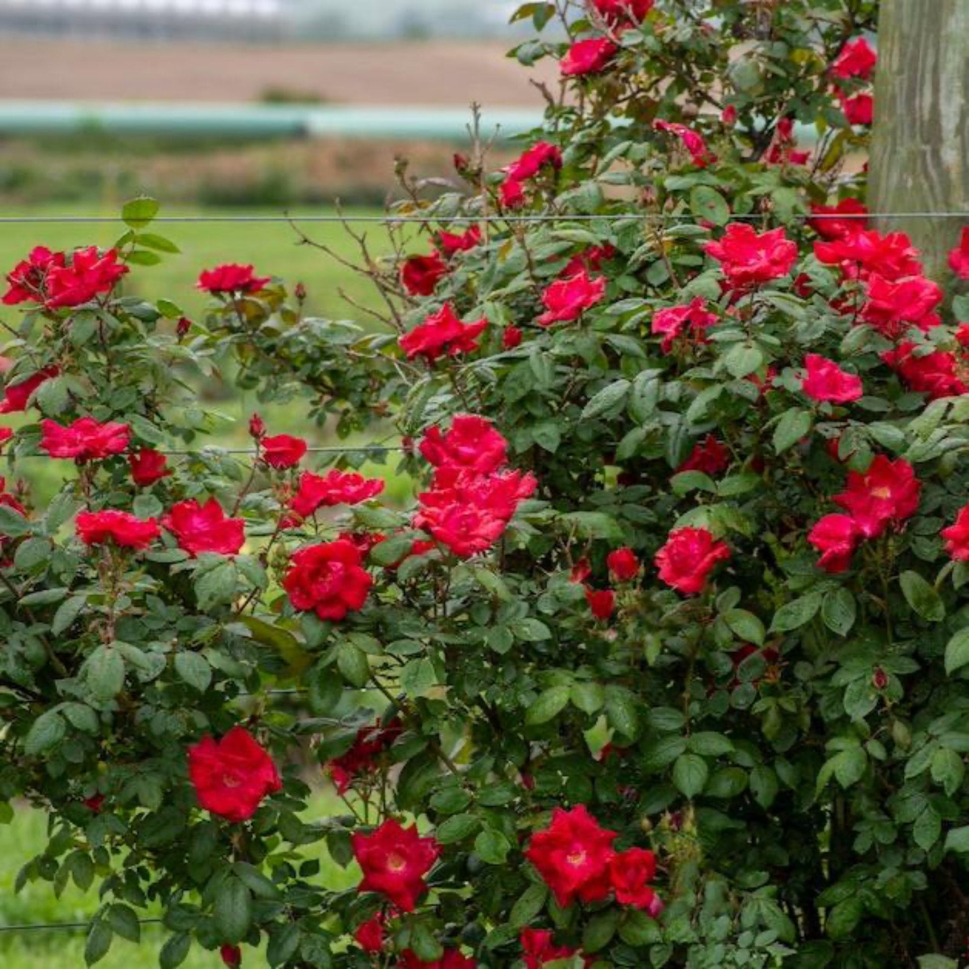 Winner's Circle Rose