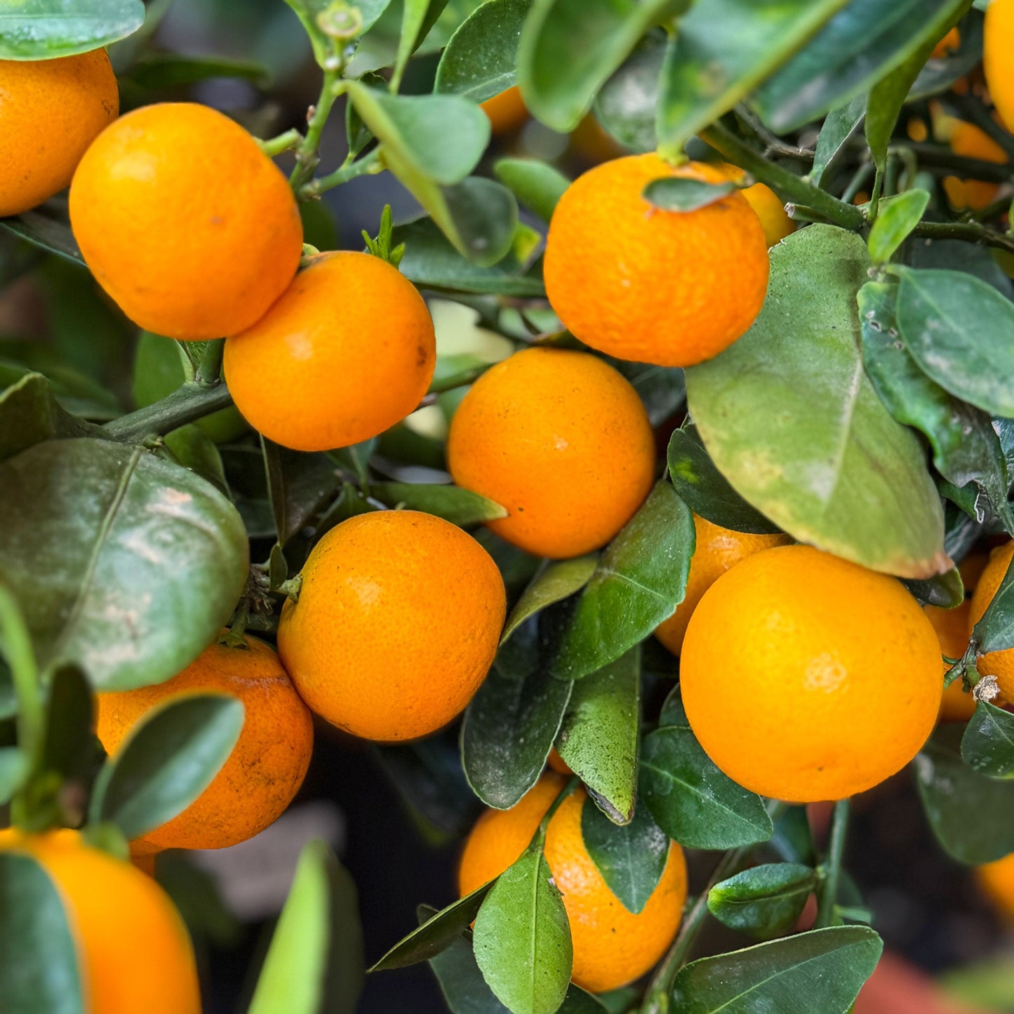 Calamondin Orange Tree