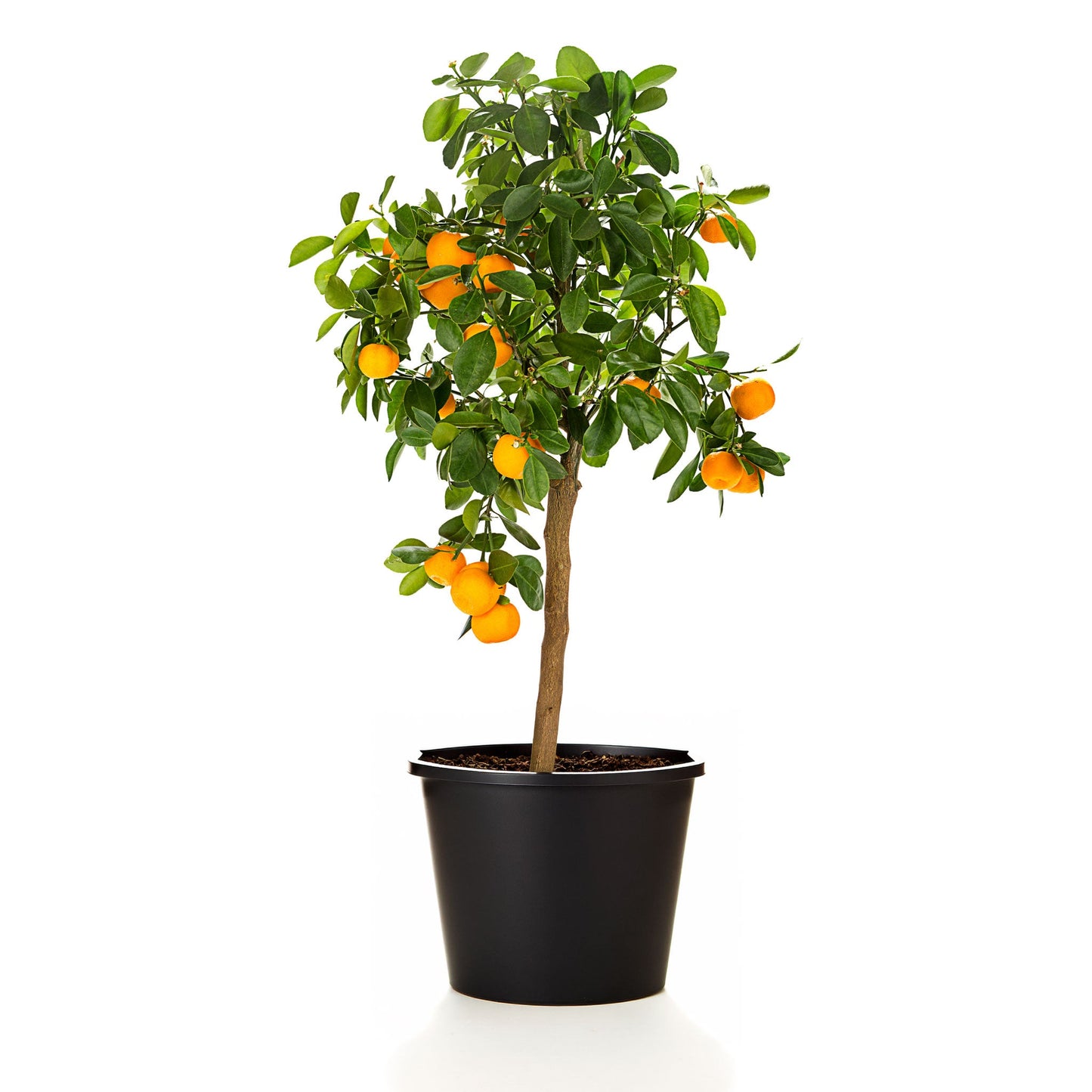 Calamondin Orange Tree