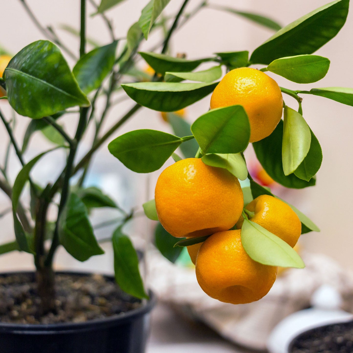 Calamondin Orange Tree